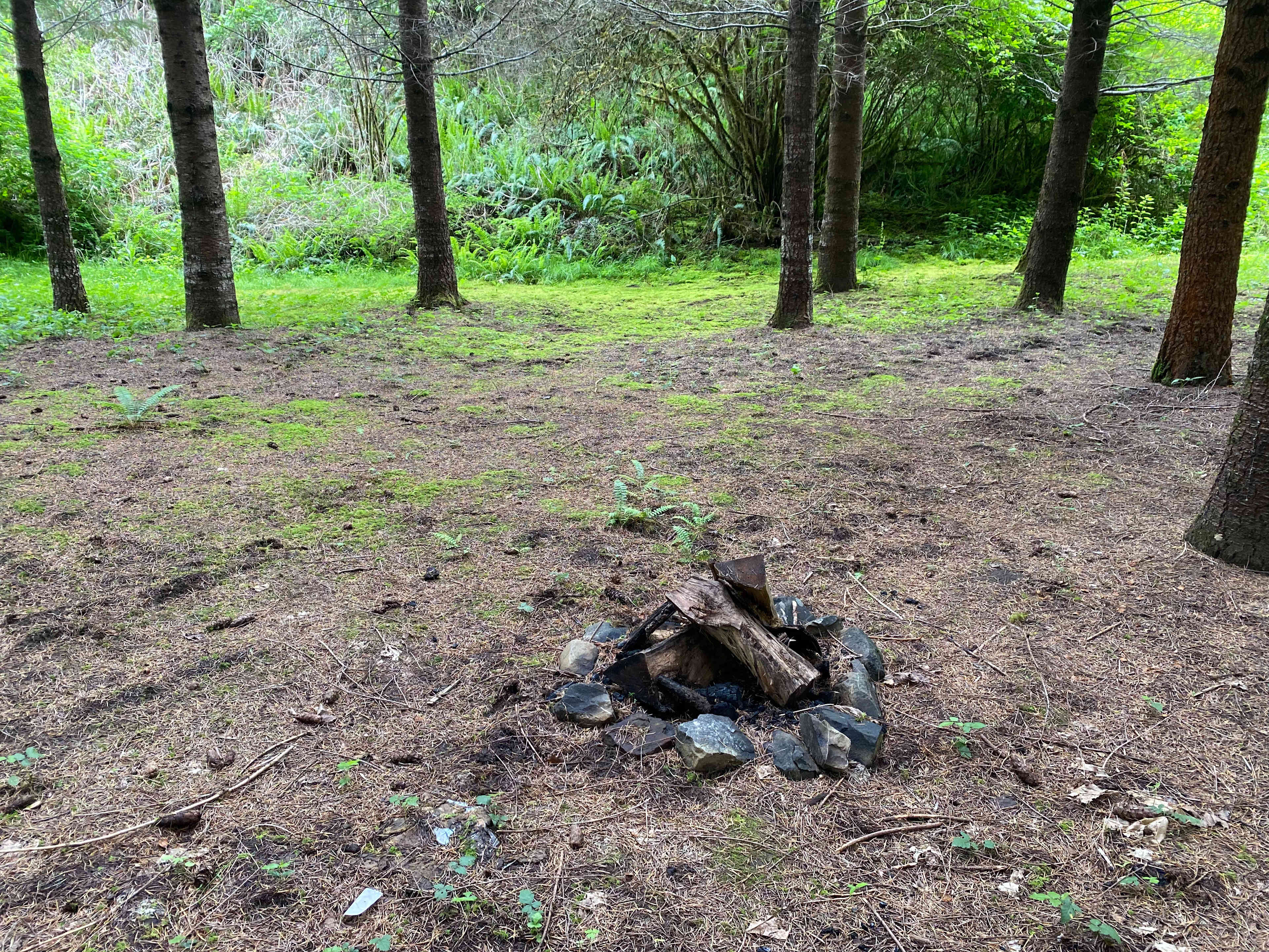 Whimsical Blodgett Woods Camping