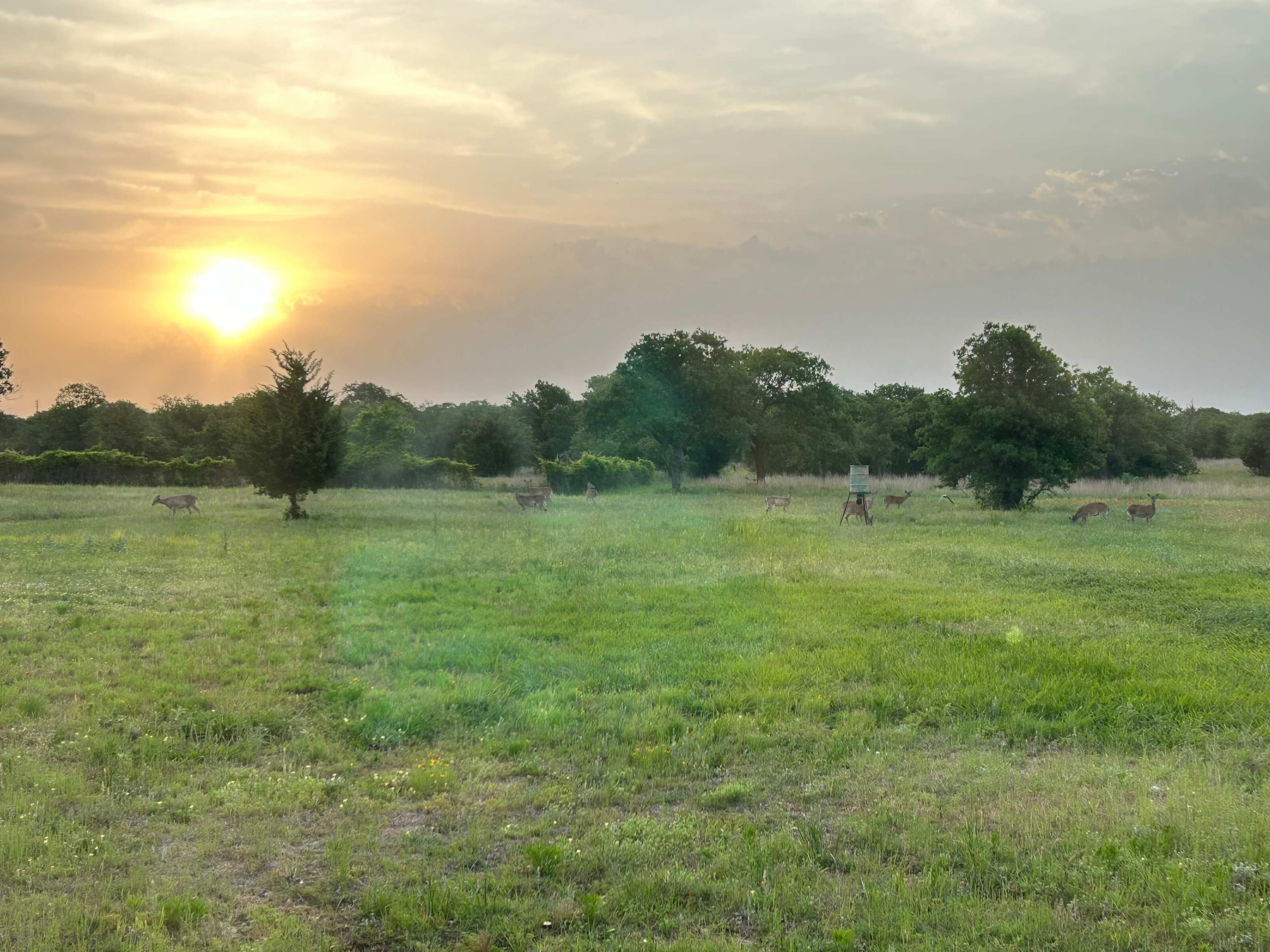 Deer and turkey frequently pass through the property and can be seen in the mornings and evenings. (7:00AM is when most deer are present)