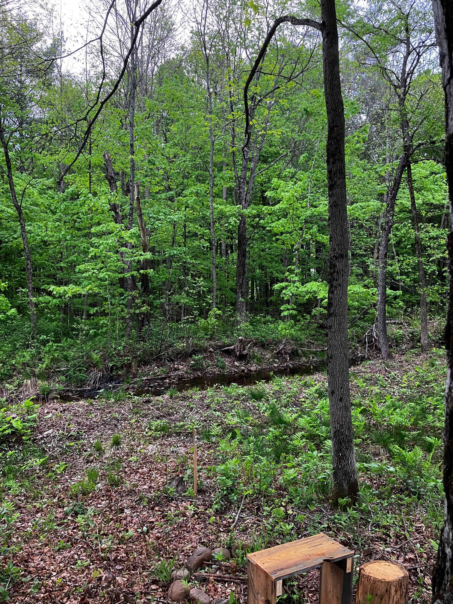 Picture of the site