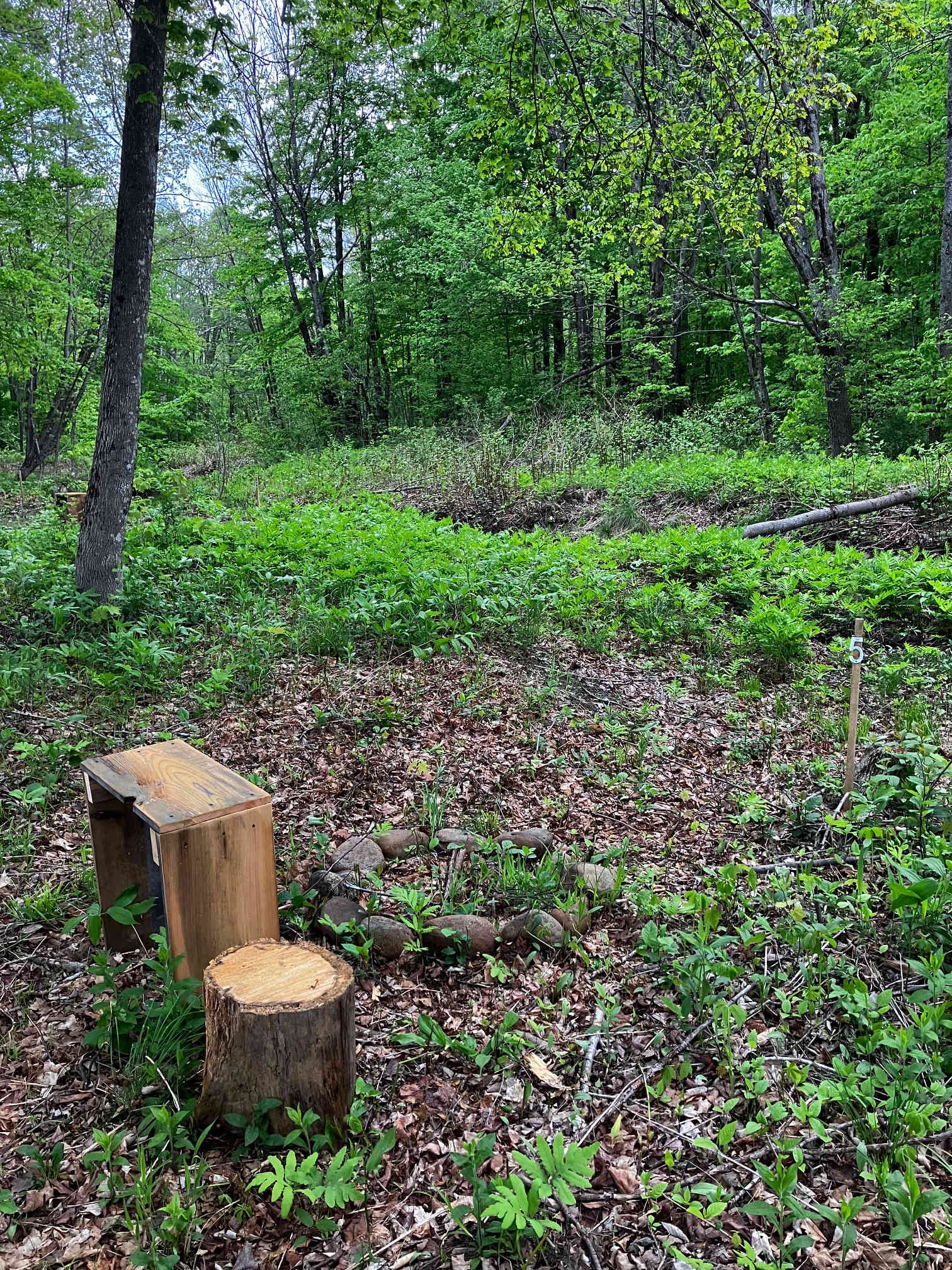 Picture of the site