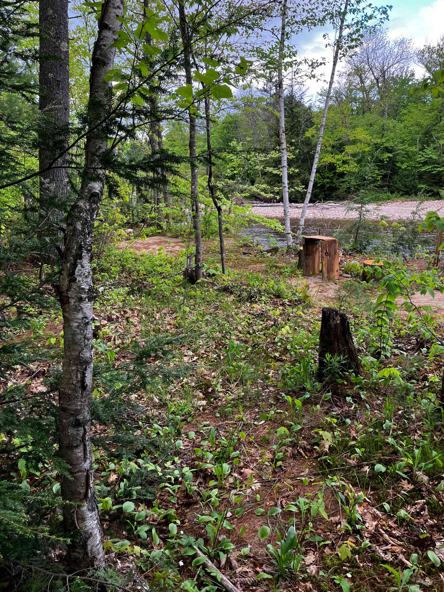 Picture of the site
