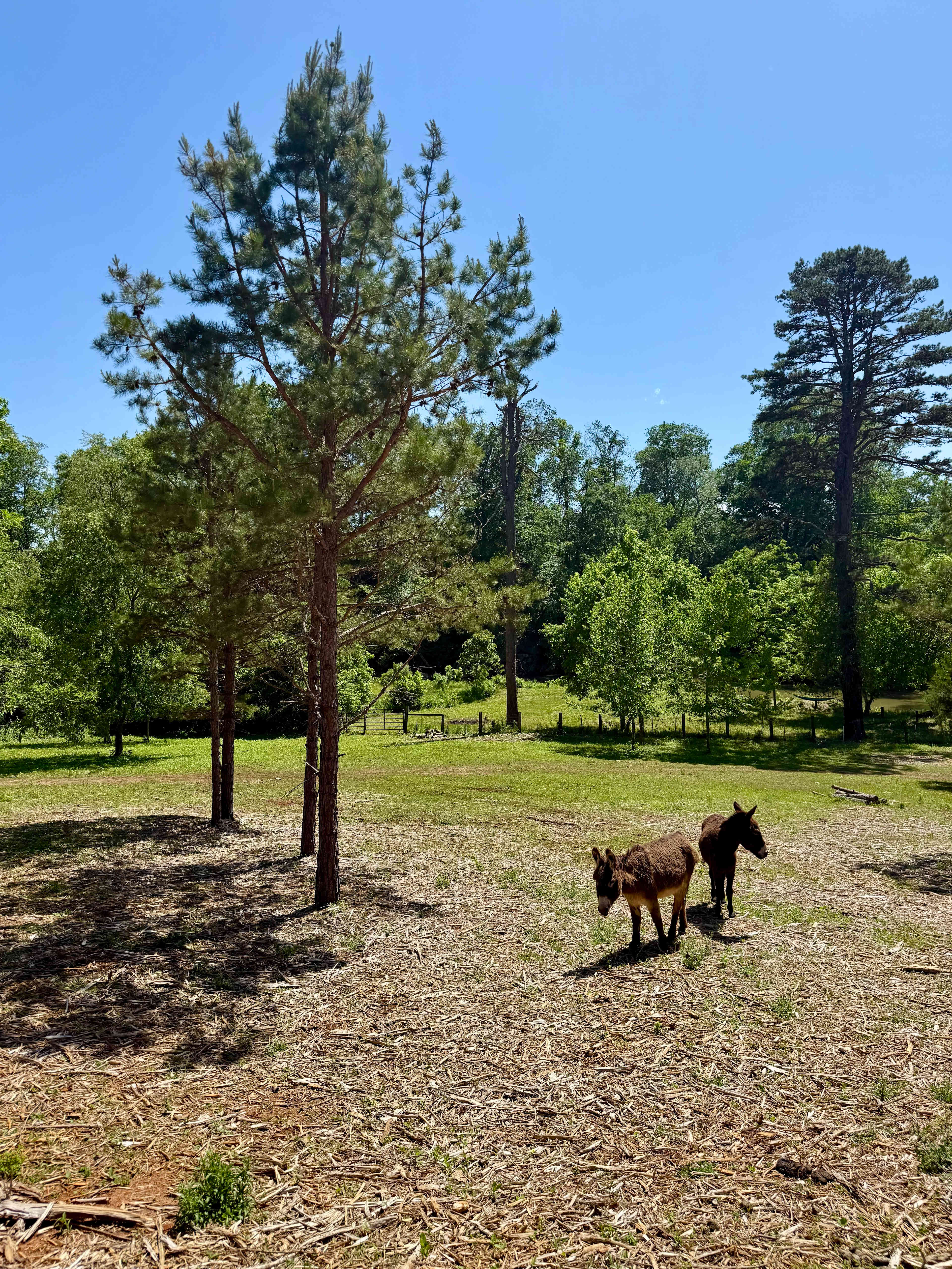Riverside Camping with Donkeys