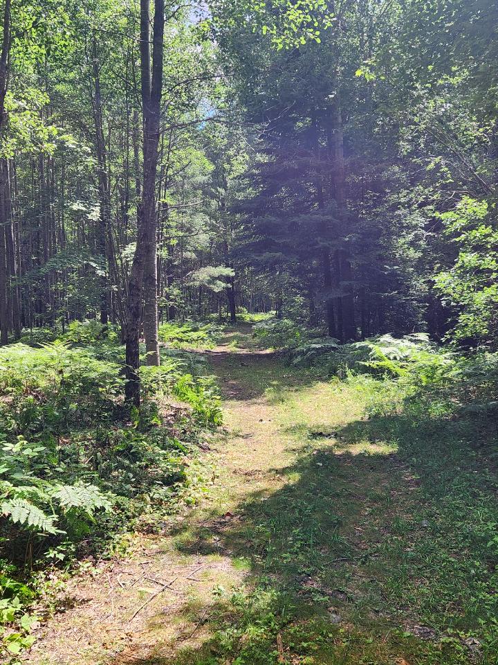 Tenting in the Pines