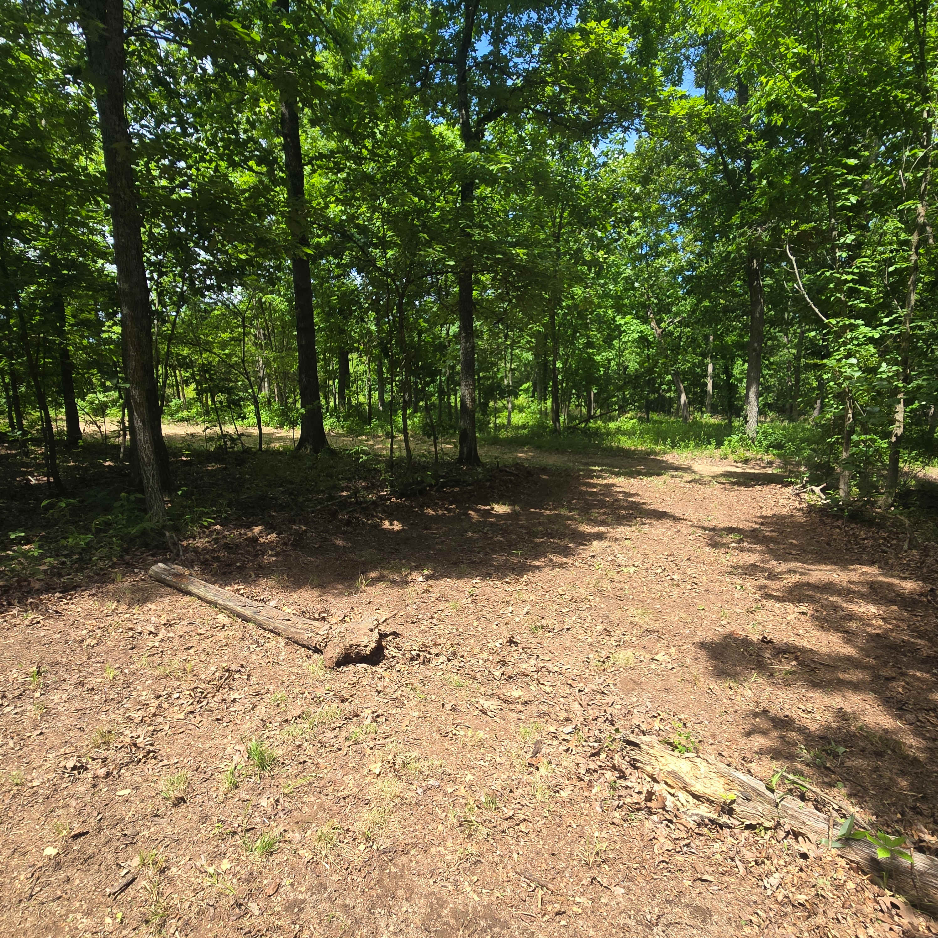 Where The Forest Meets The Field