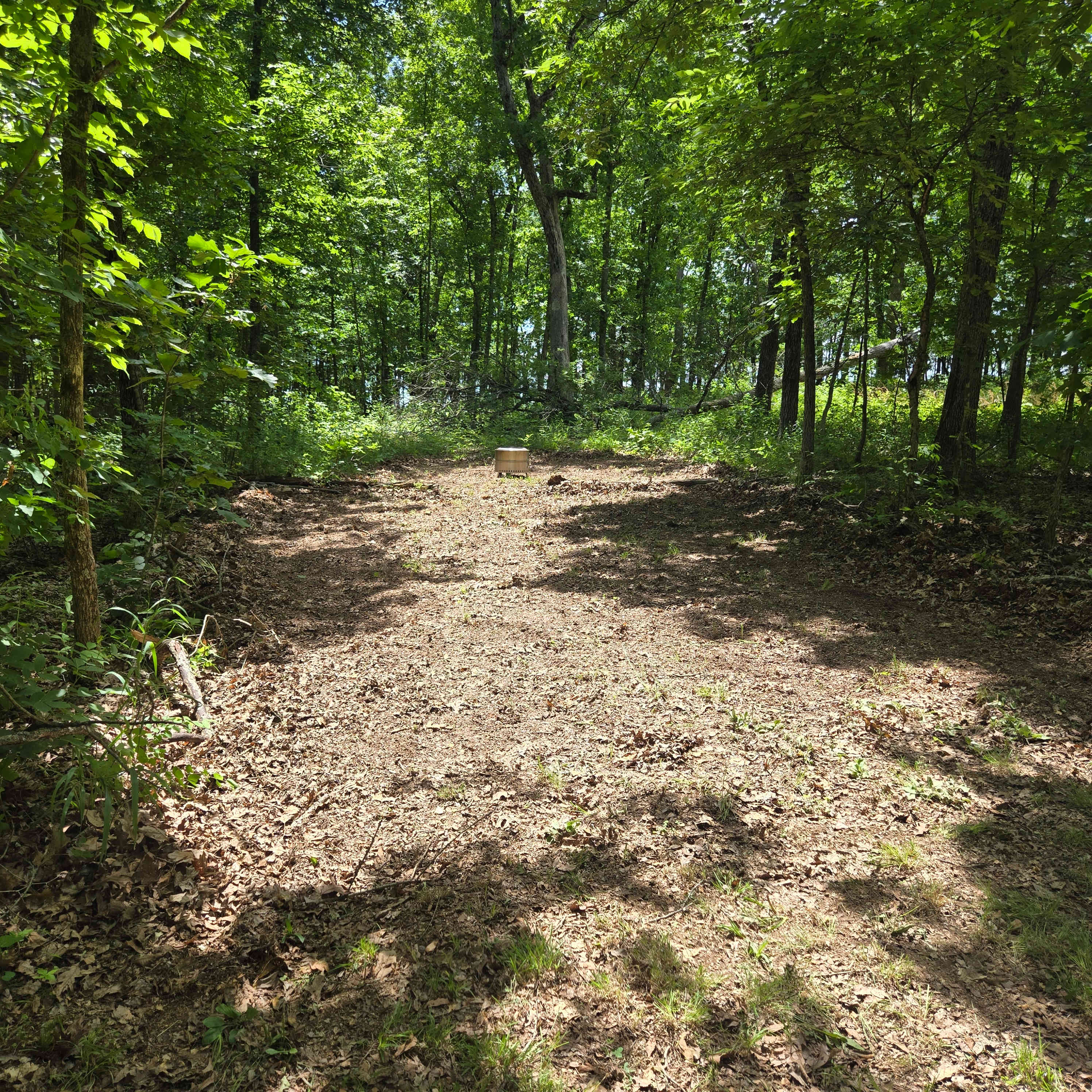Where The Forest Meets The Field