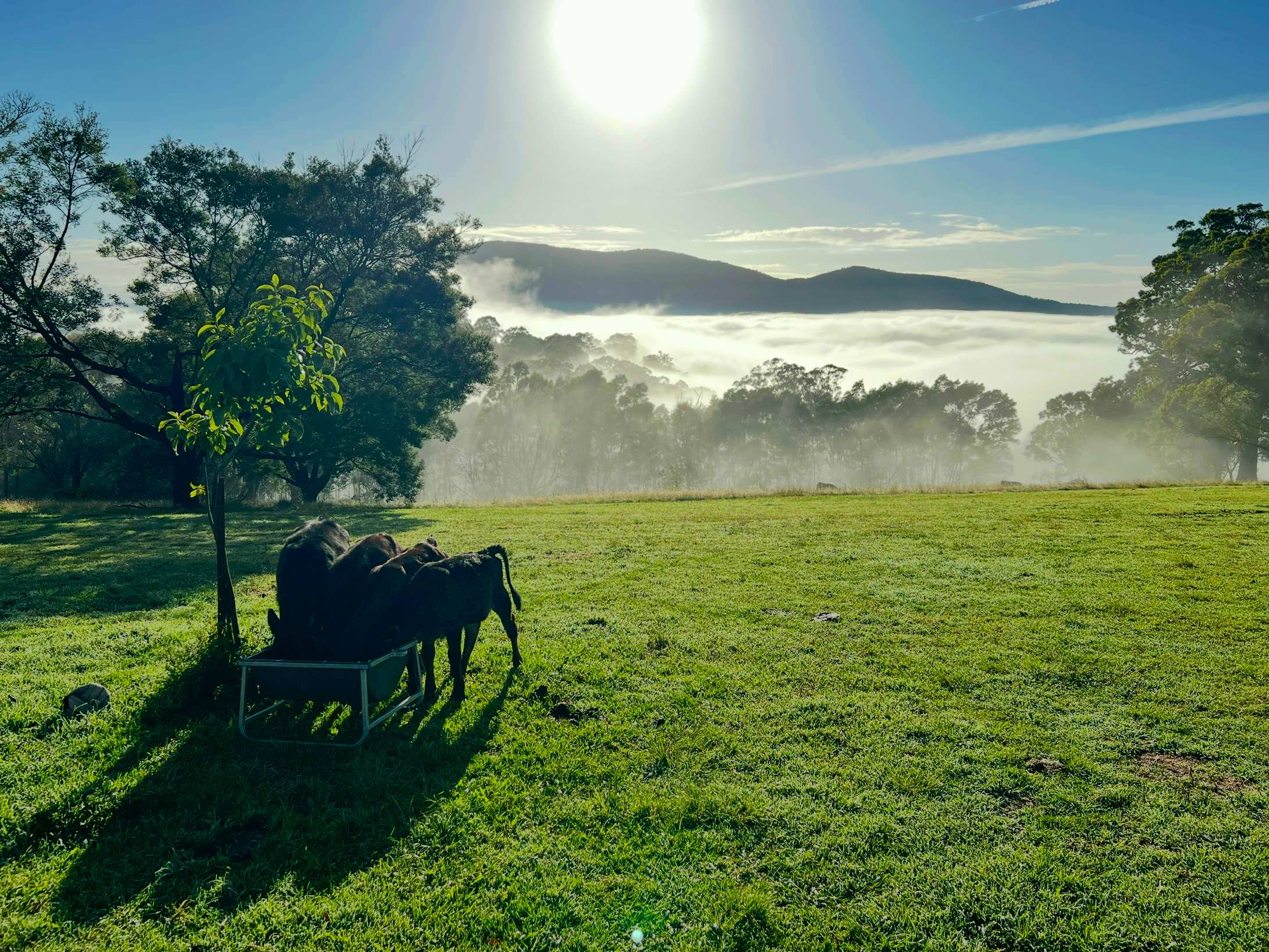 Bega Valley and Mountain Views
