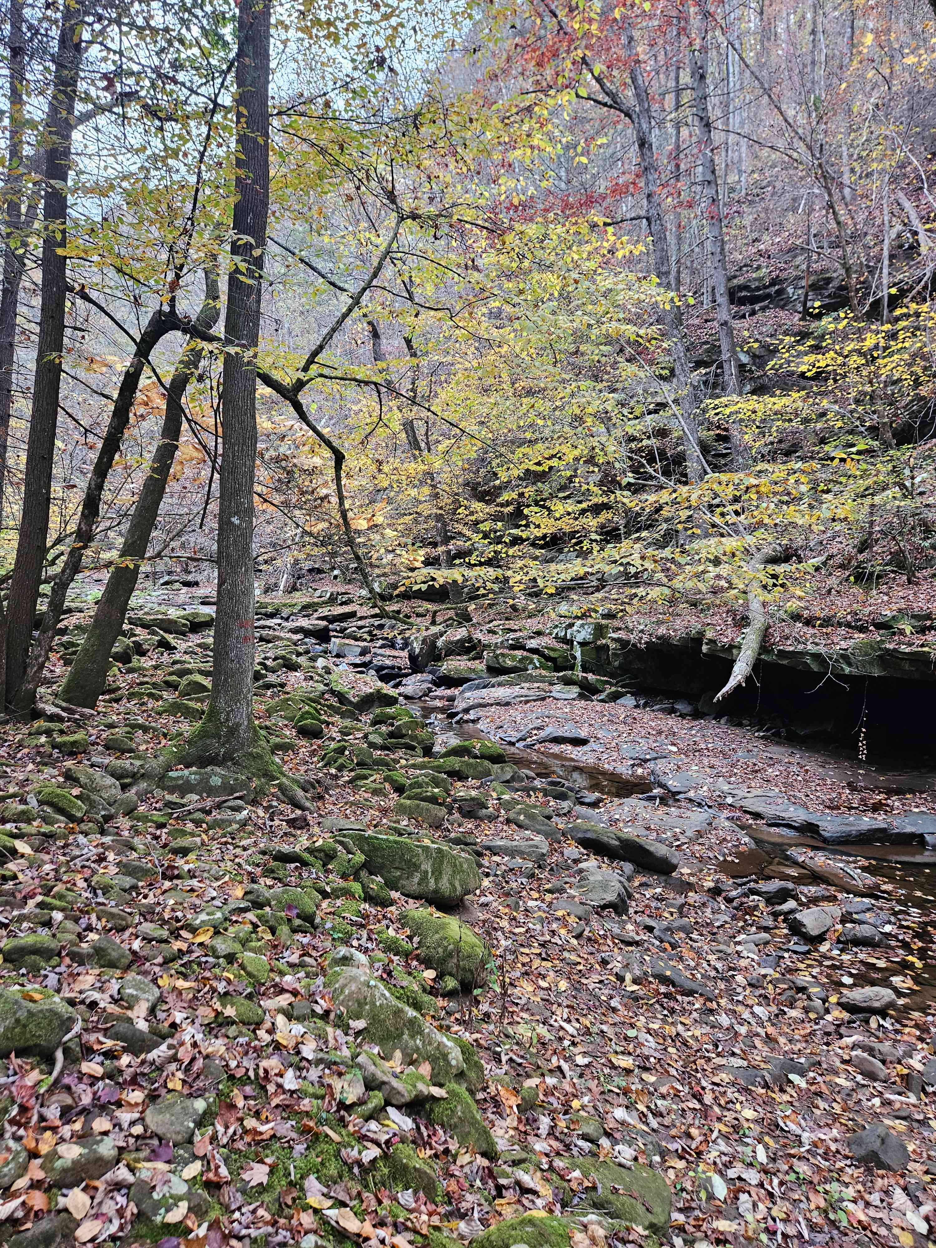 The Land at Roaring Creek