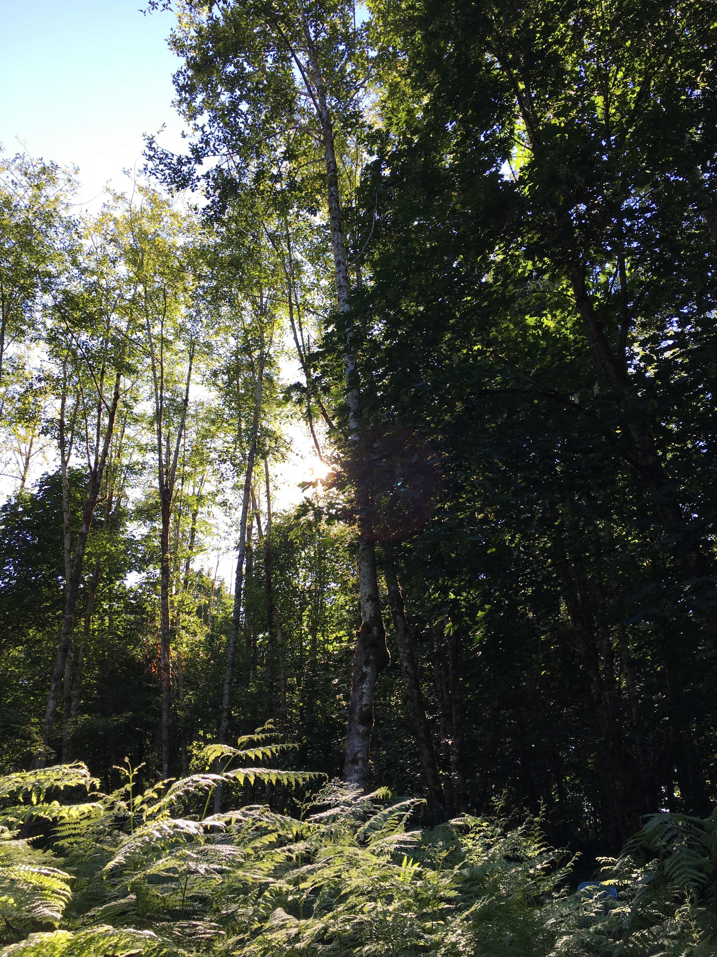 Neighborwood: An Eco Retreat