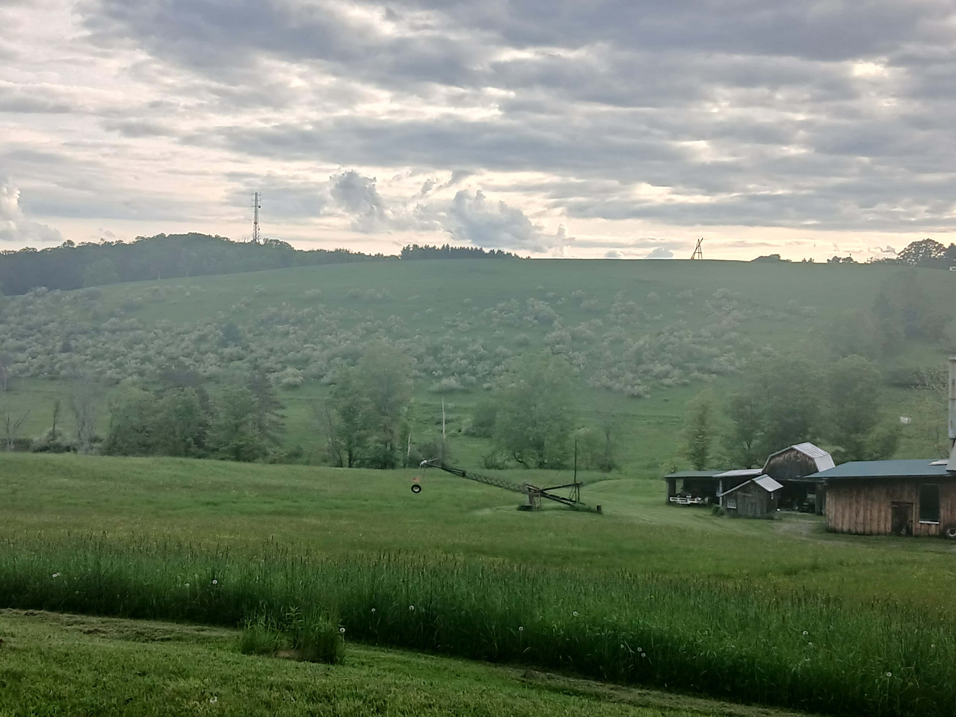 Firefly field