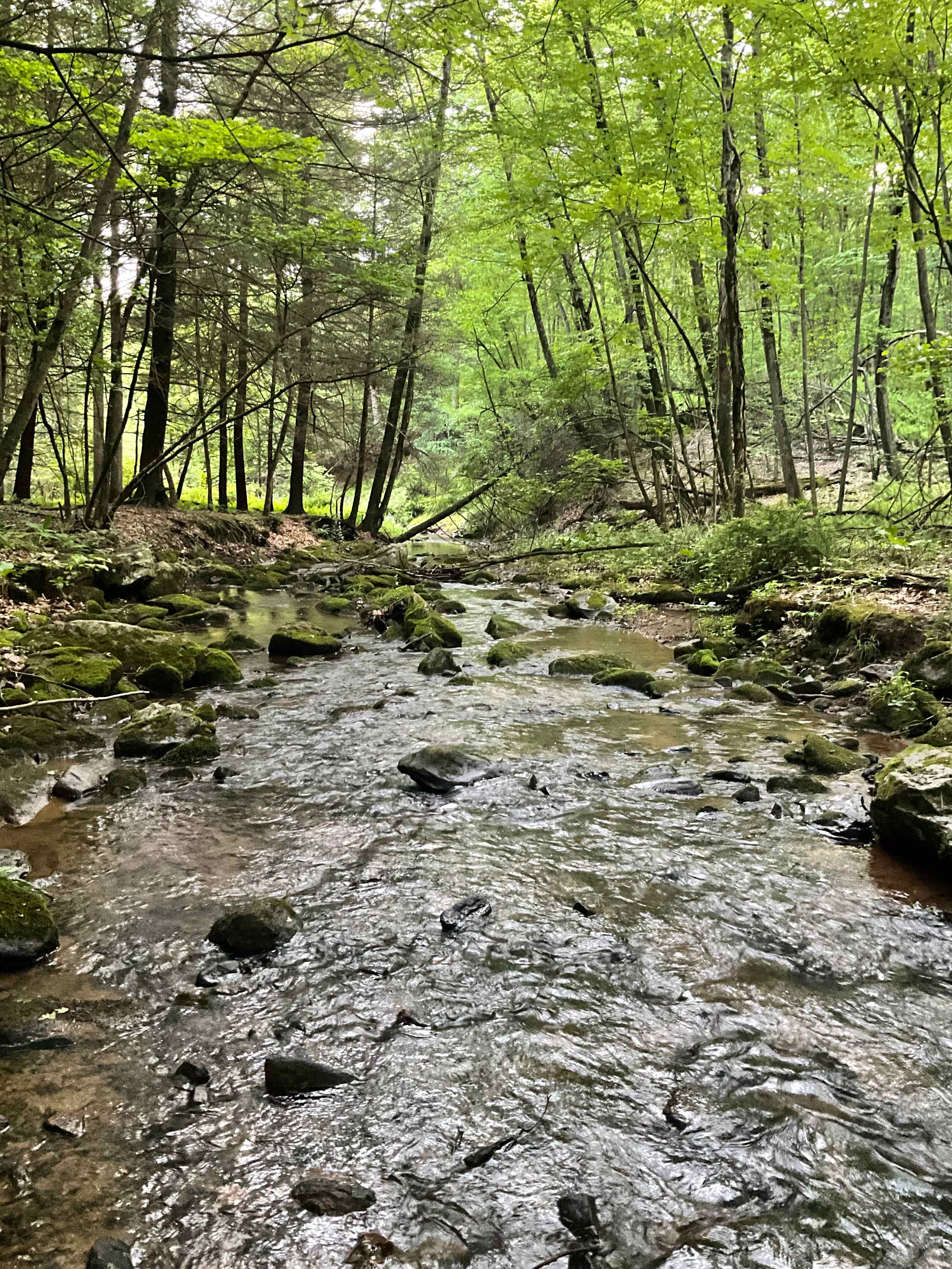 Misty Hollow