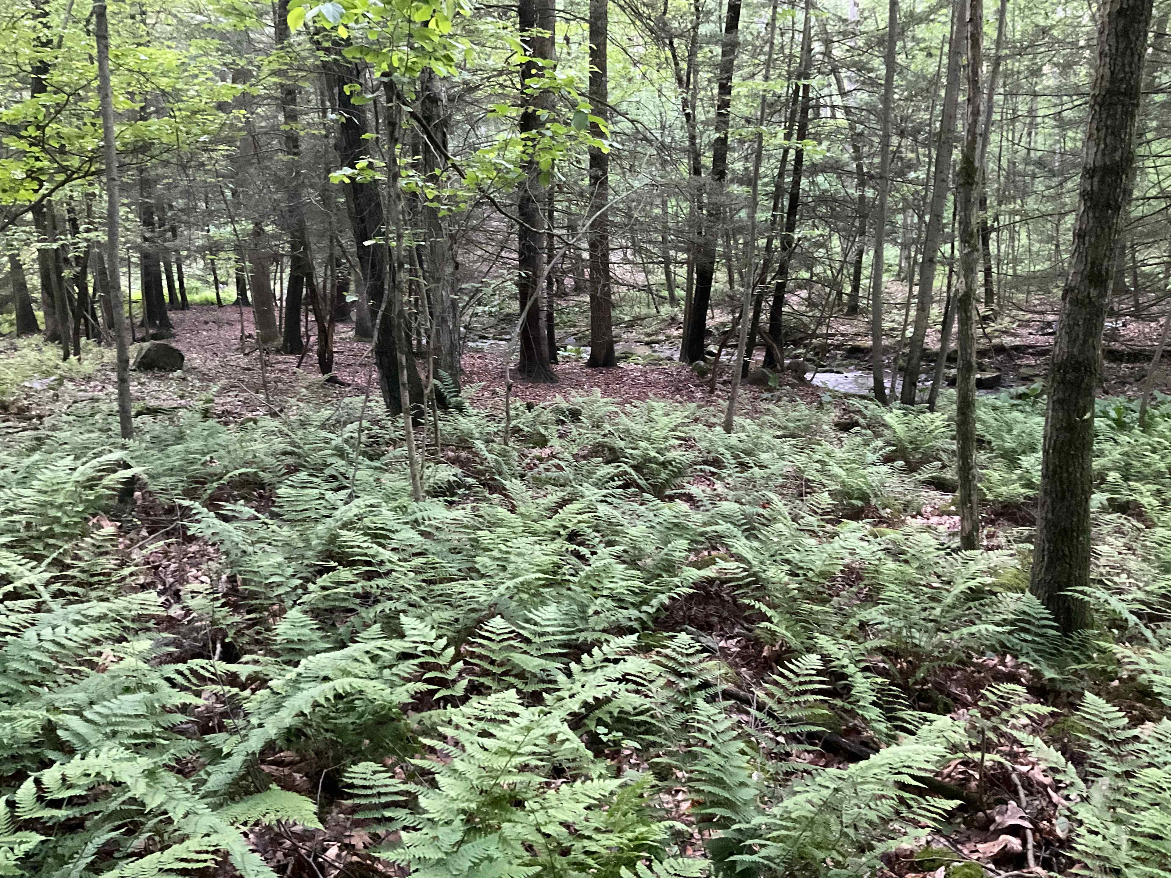 Misty Hollow