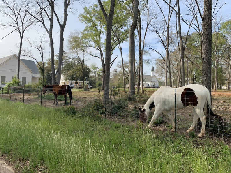 White Oak Pastures