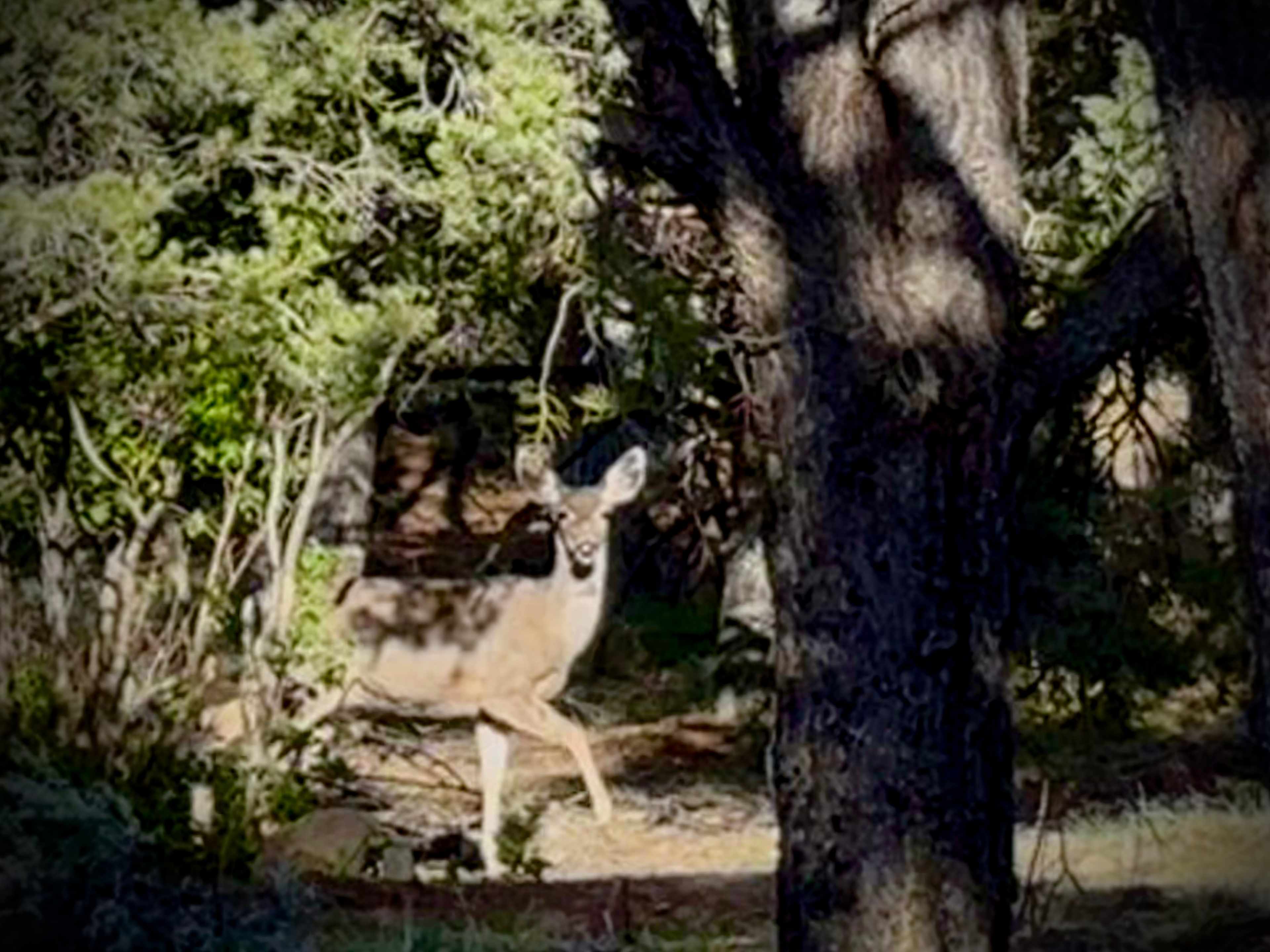 One of the beautiful ladies who comes to enjoy our grassy area.