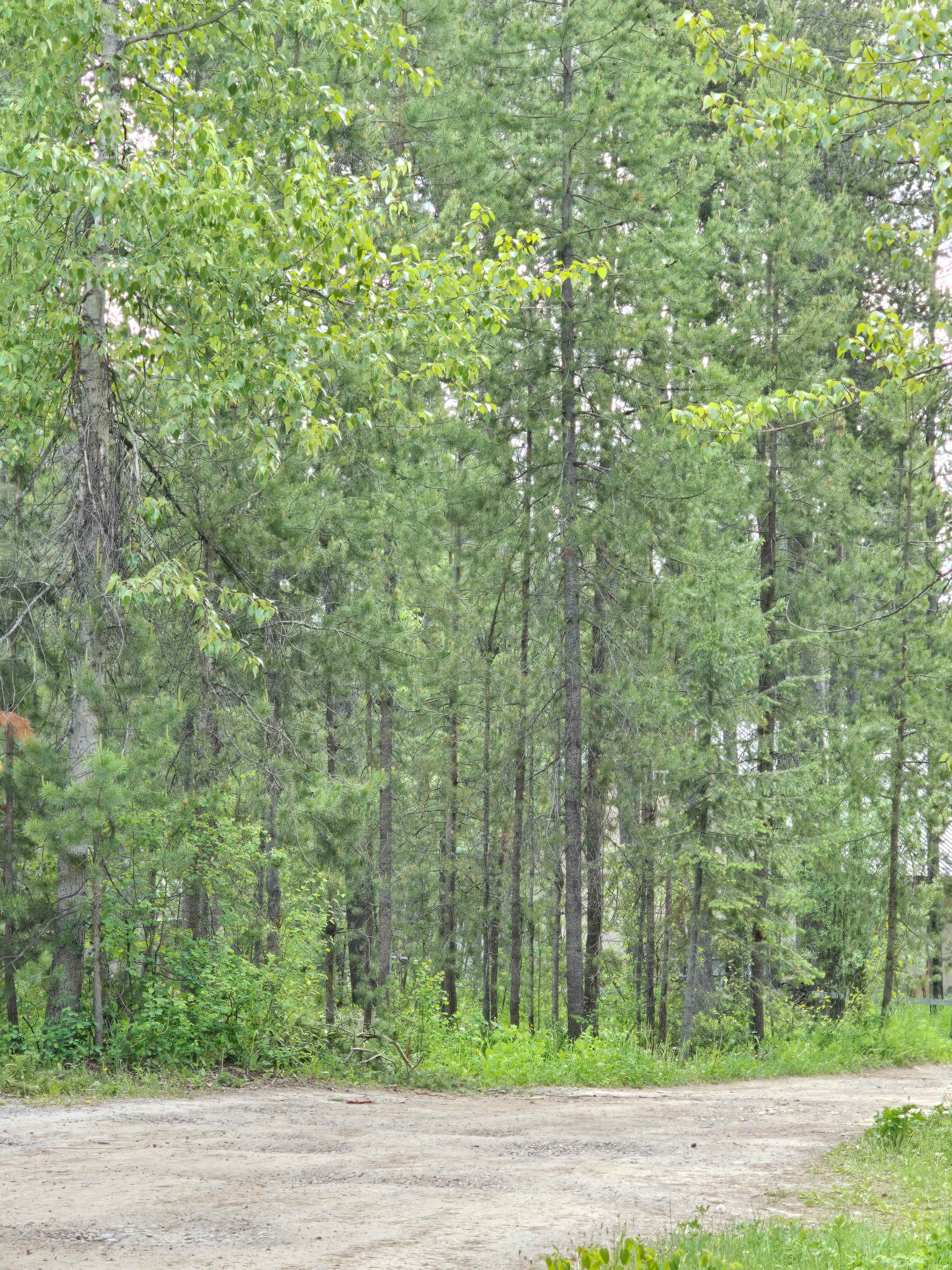 Pines and vegetation lining the Dry Camp Sites from the road
