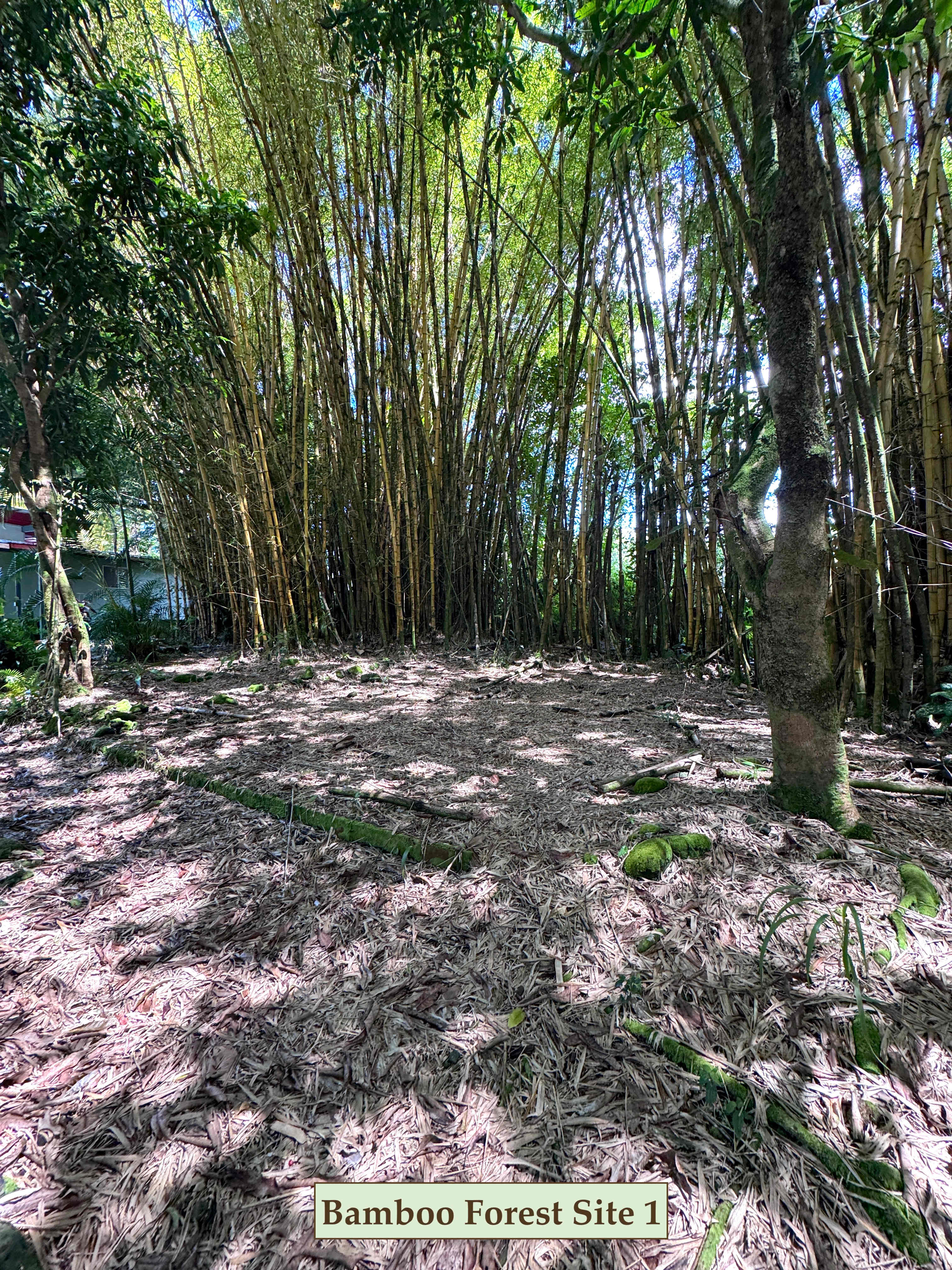 Bamboo Site 1 - Tent Only