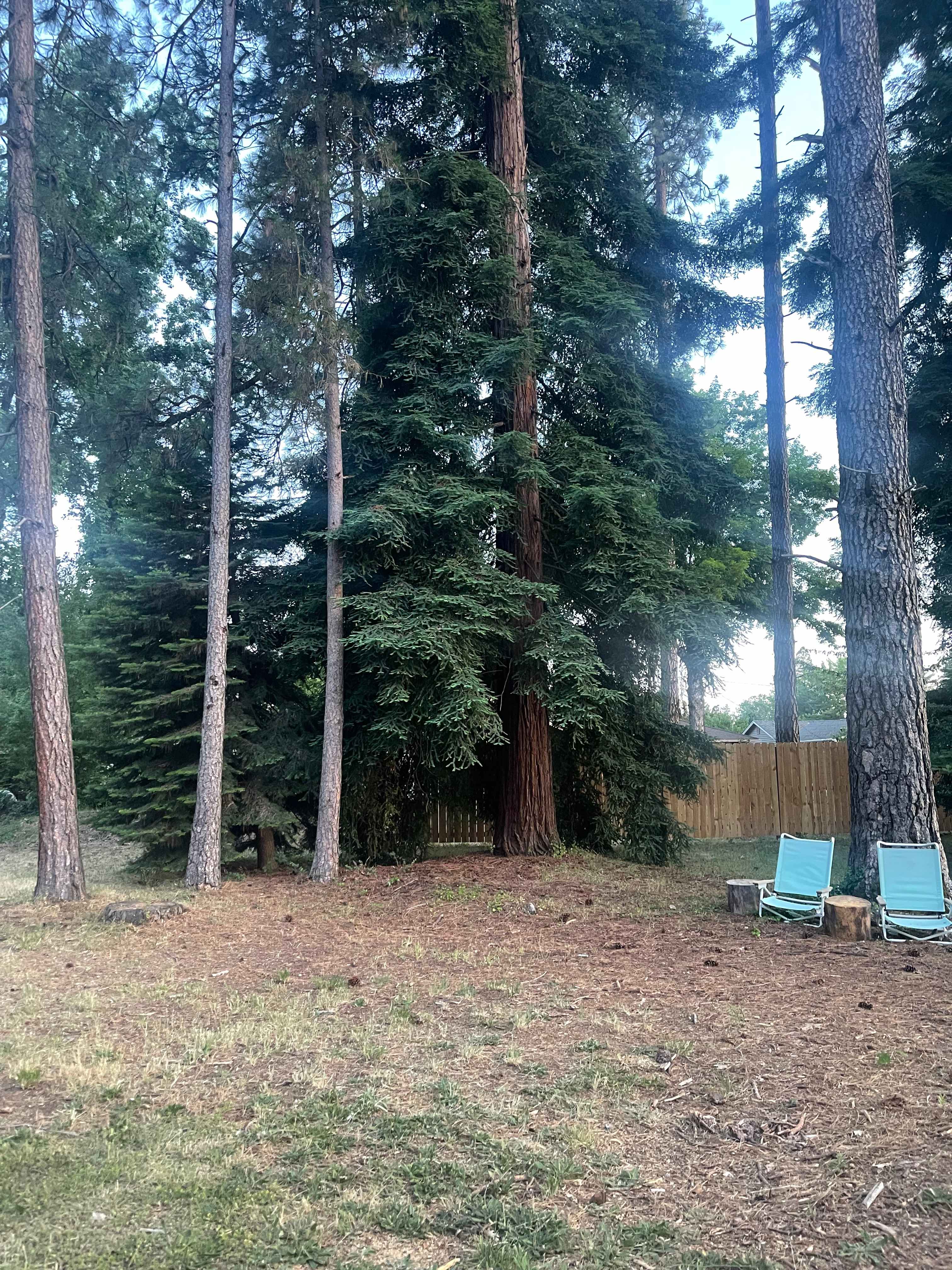 Shady In-Town Creekside Campsite
