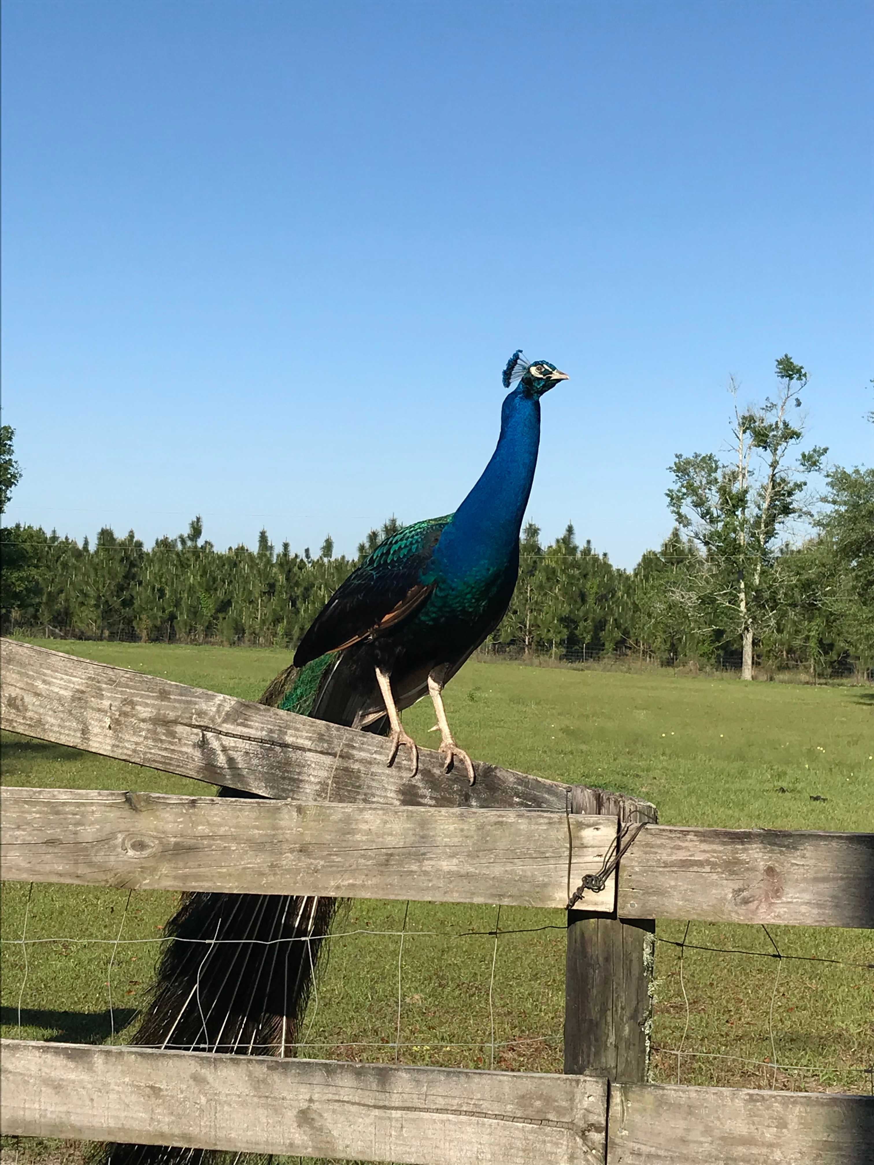 Froggy Bottom Farm