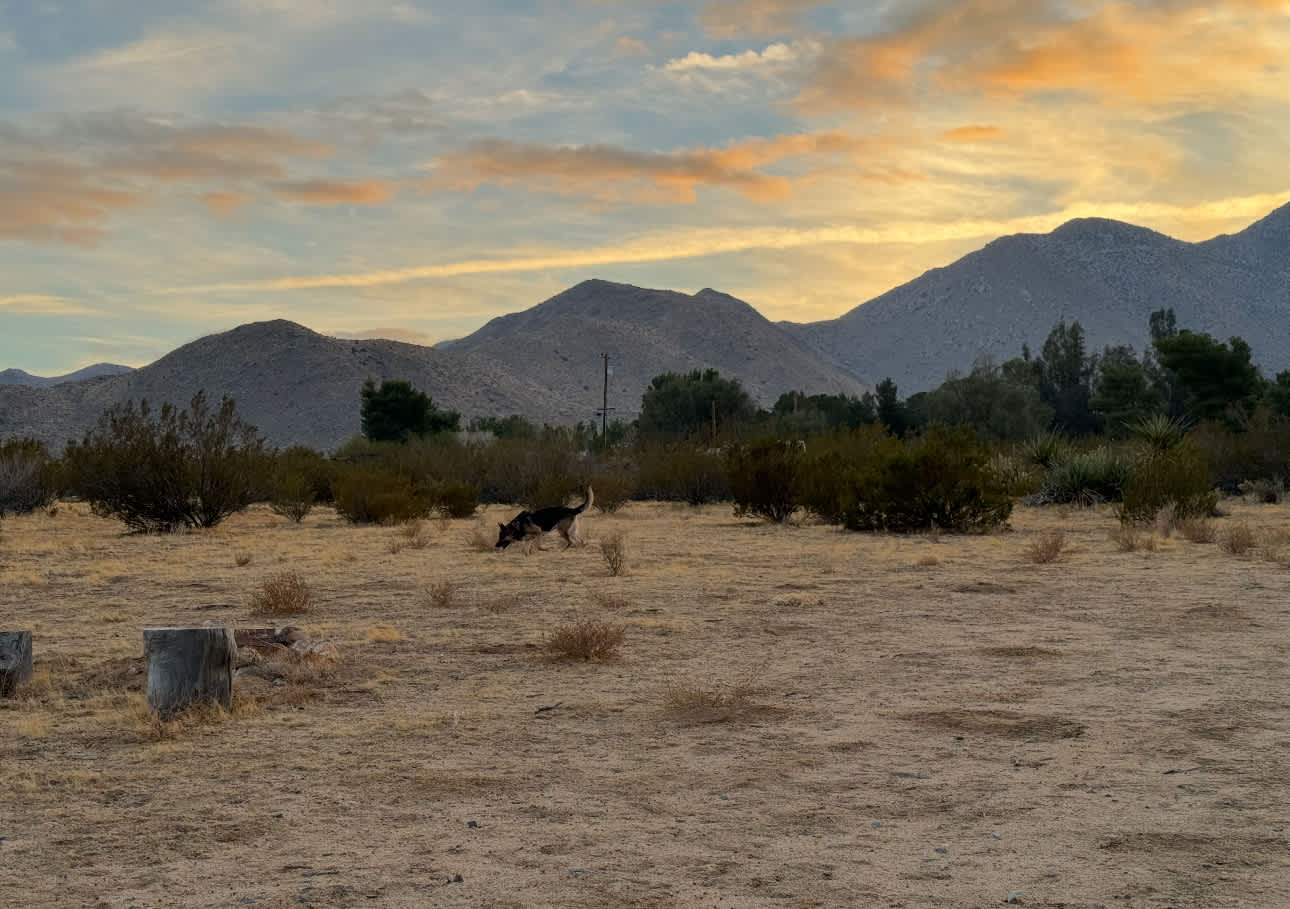 Coyote Moon Camping