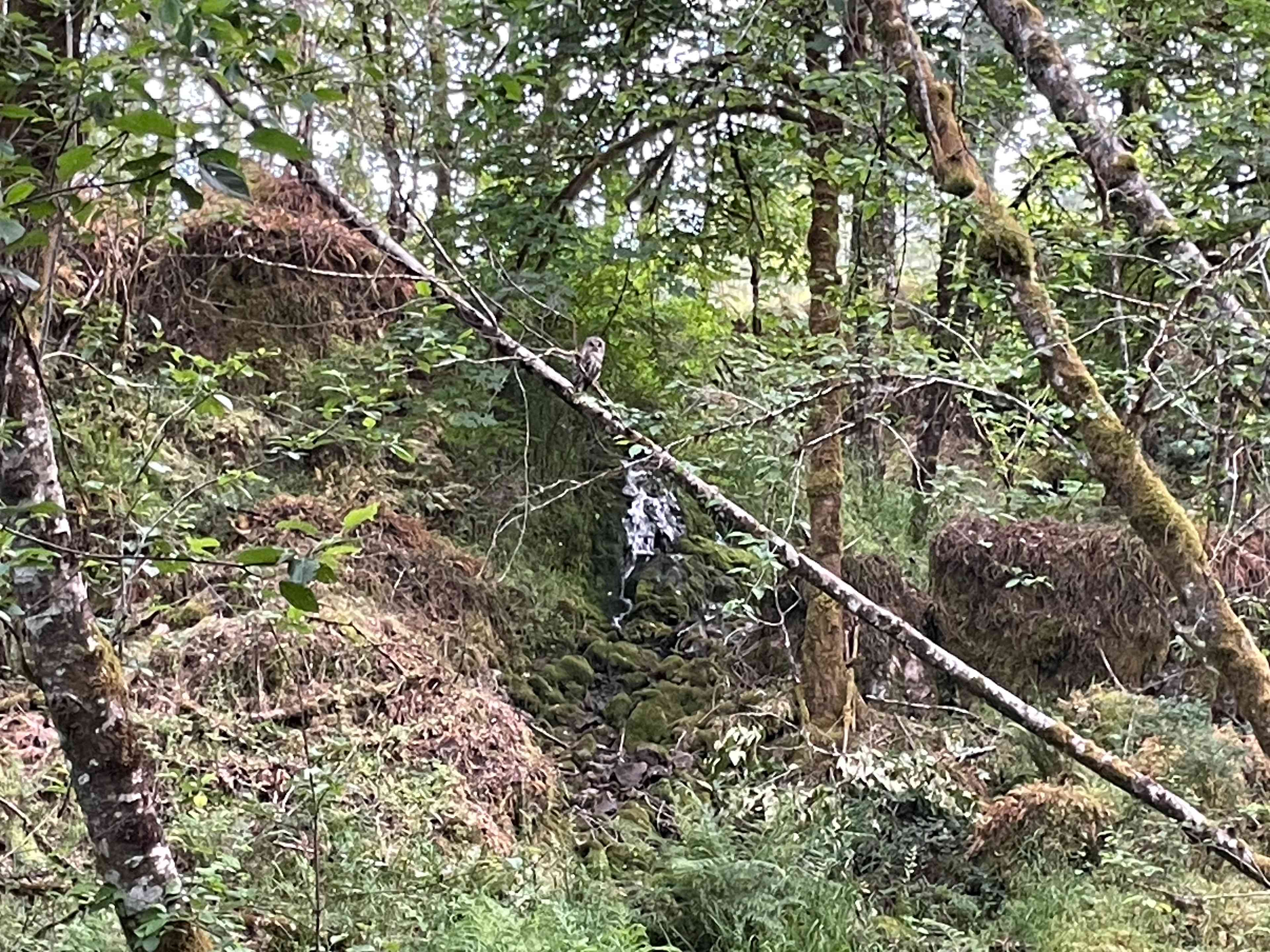 Pitfalls Campground