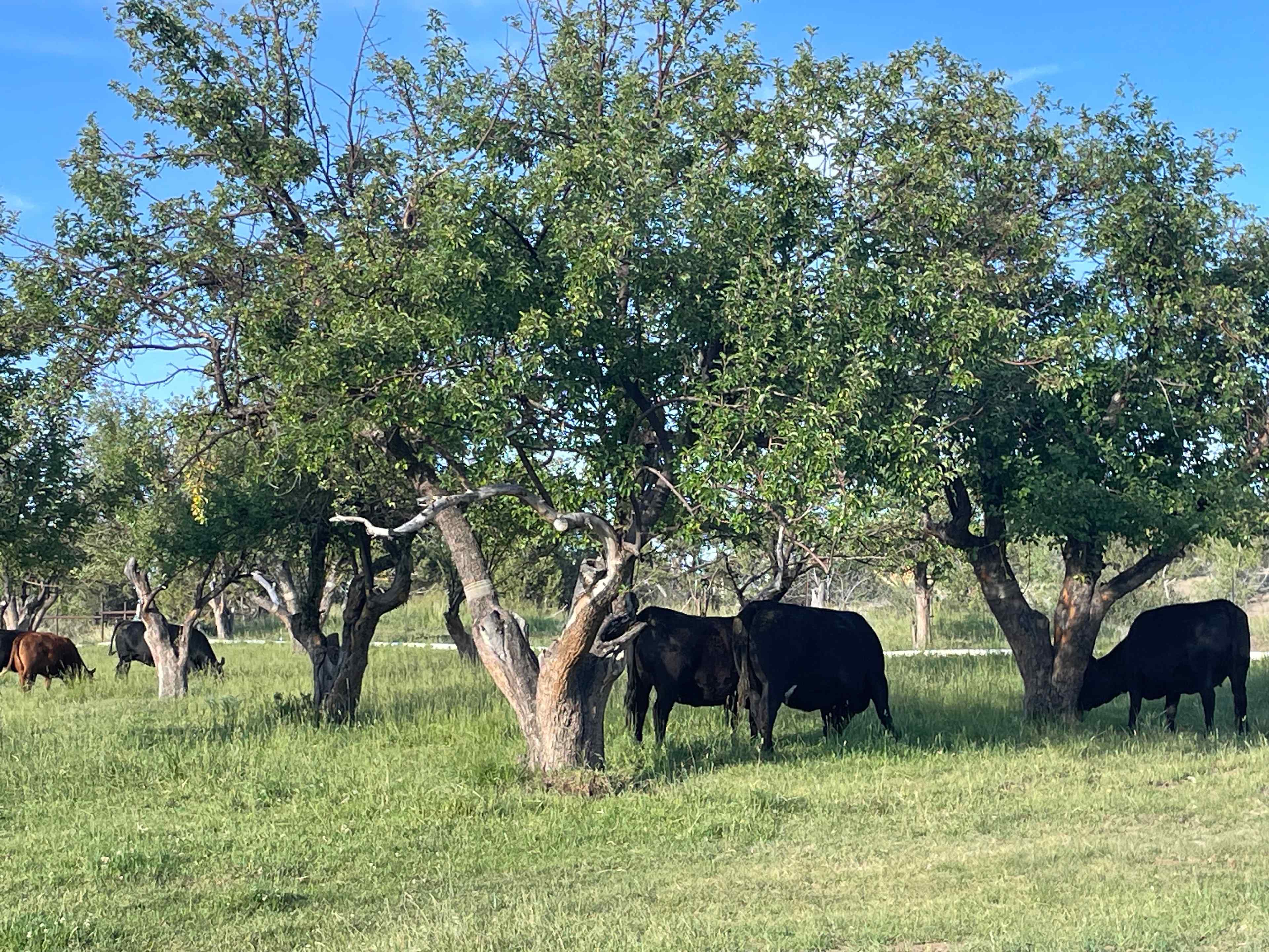 Z Canyon Ranch