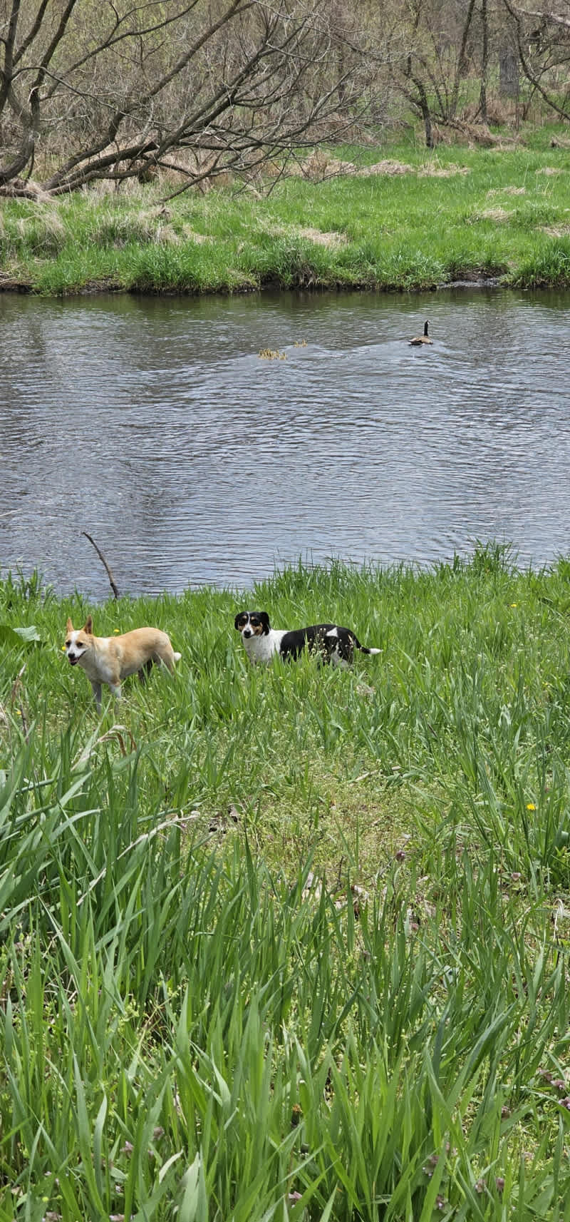 Bella and Reggie will most likely be the first to greet you when you arrive.  Here they are showing you the sloping beach area and the spring goslings.