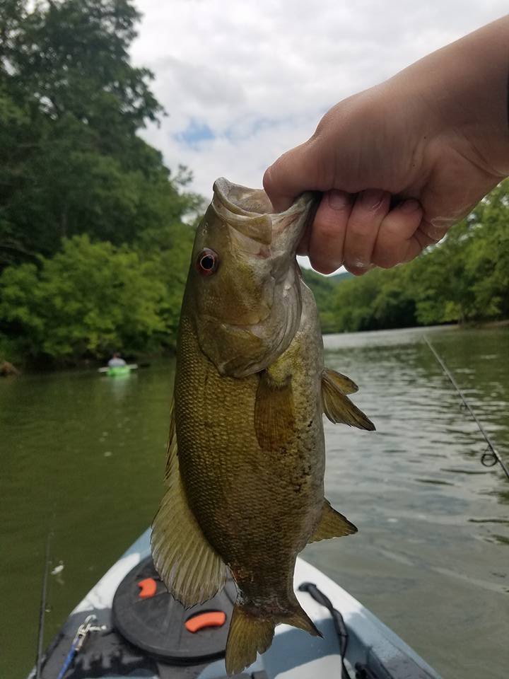 Smallmouth caught just above site