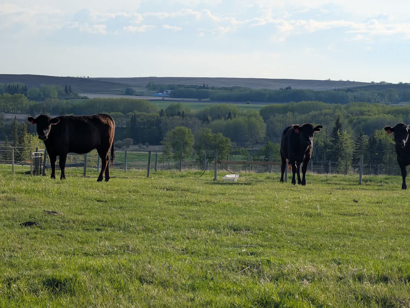 Cloutier Ranch