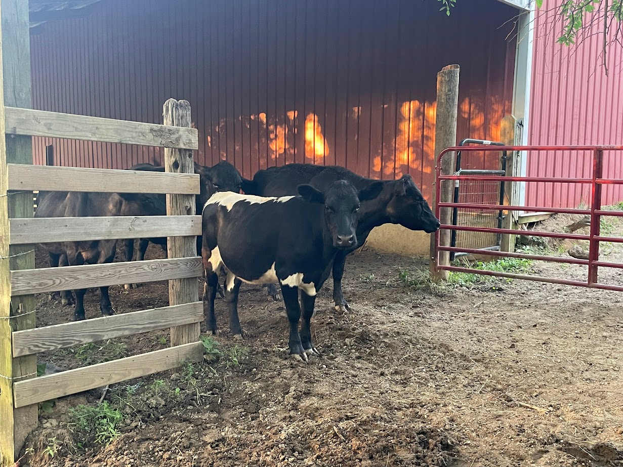Baker Hollow Farm in Nashville