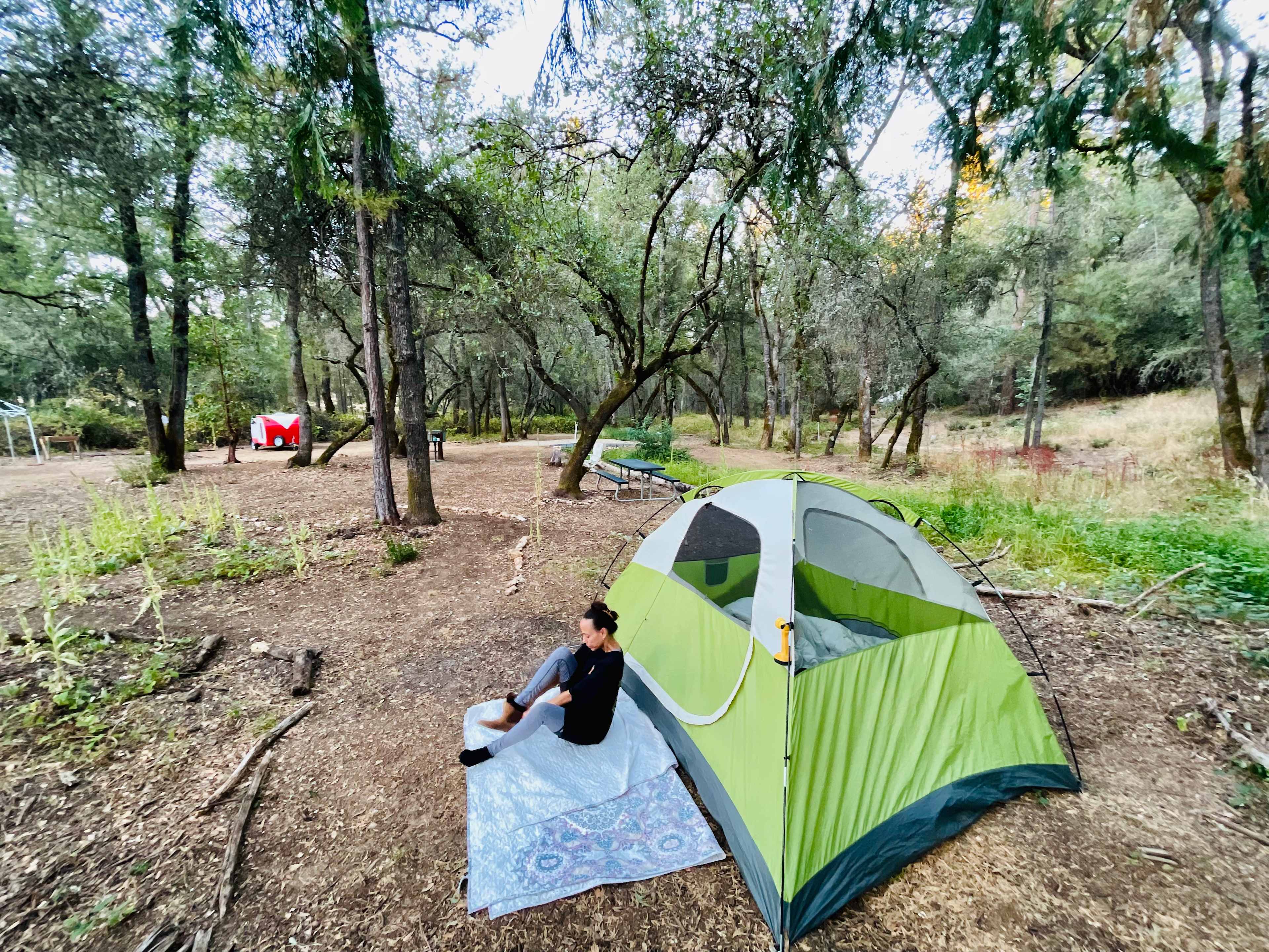 The Black Oak Forest