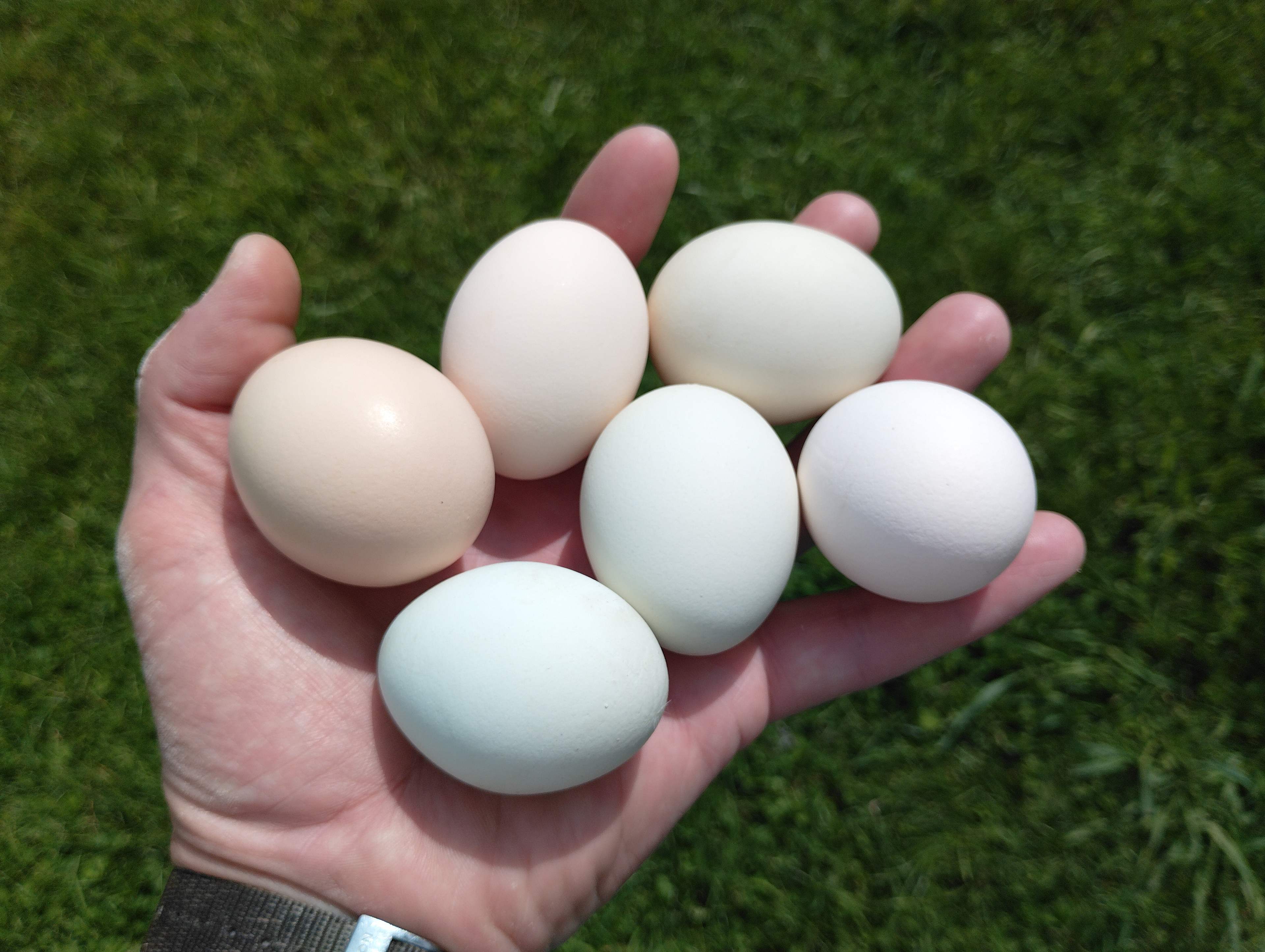 Get some farm fresh eggs from us for a tasty treat!