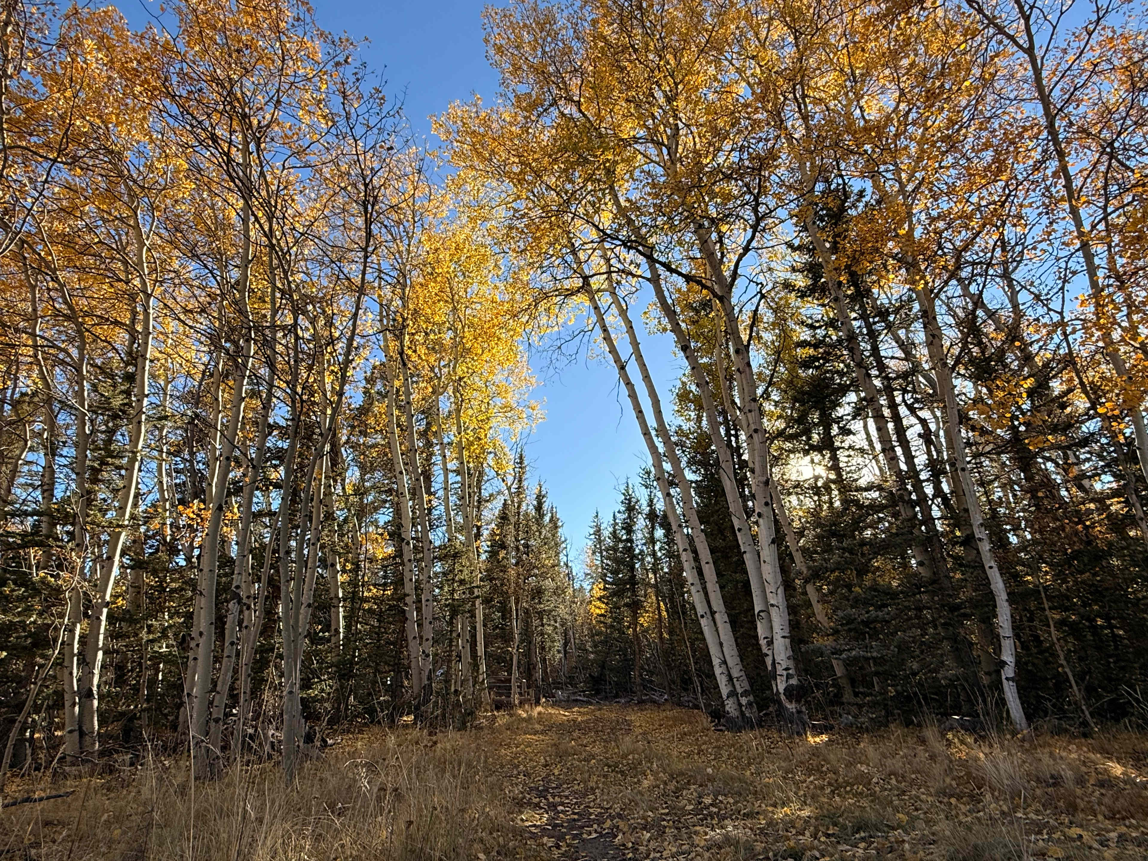 Camp Pronghorn