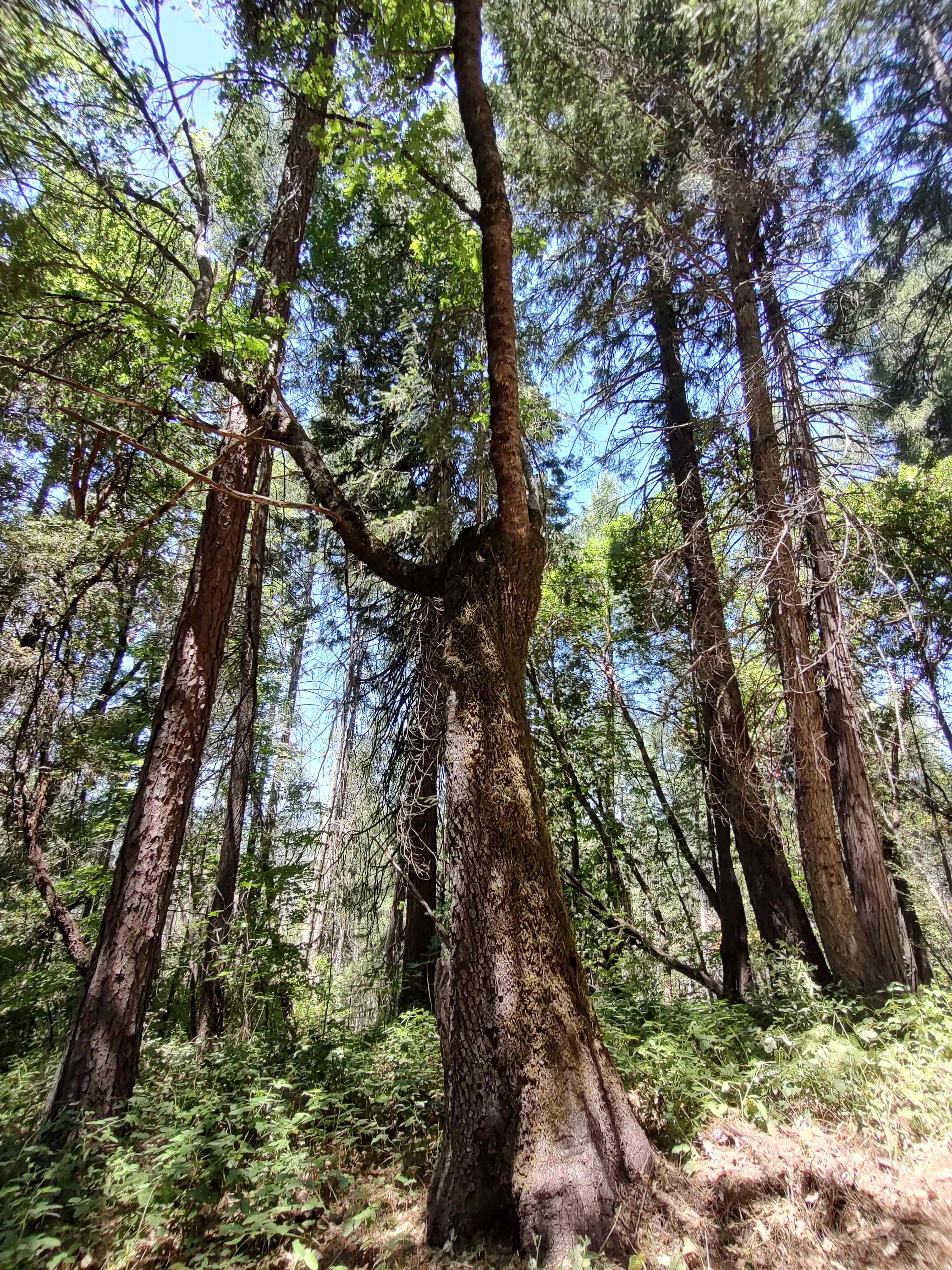 Offgrid mountainside treehouse