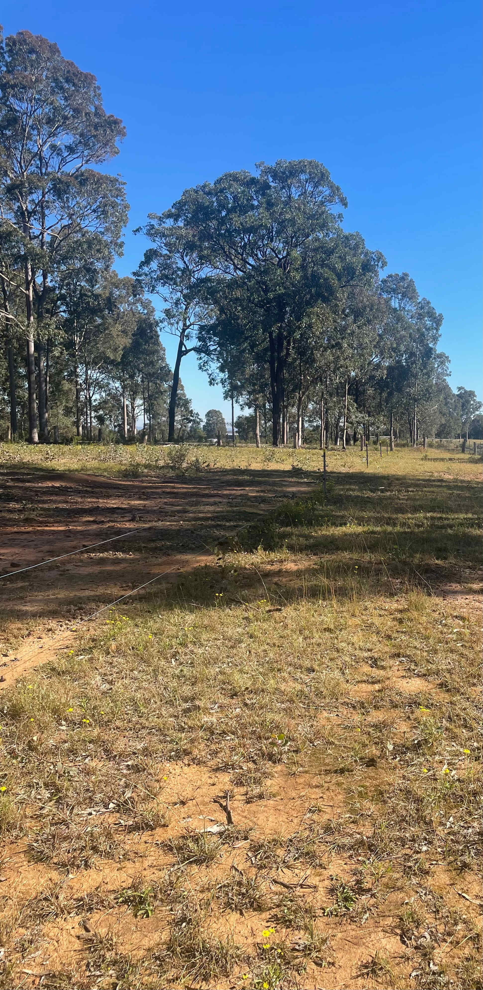 Eeyore And Snore Hunter Valley