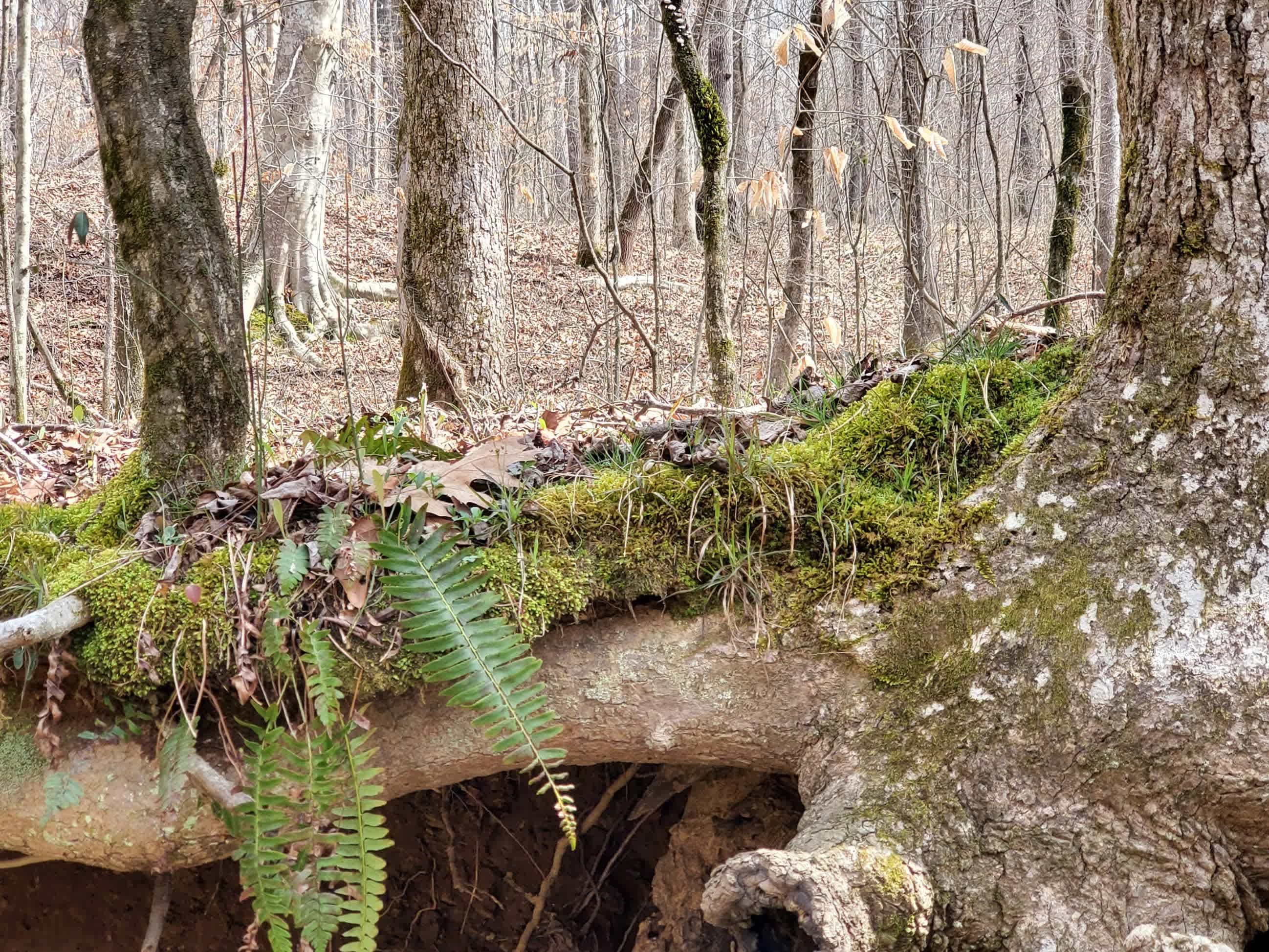 Wilderness Camp at Healing Springs