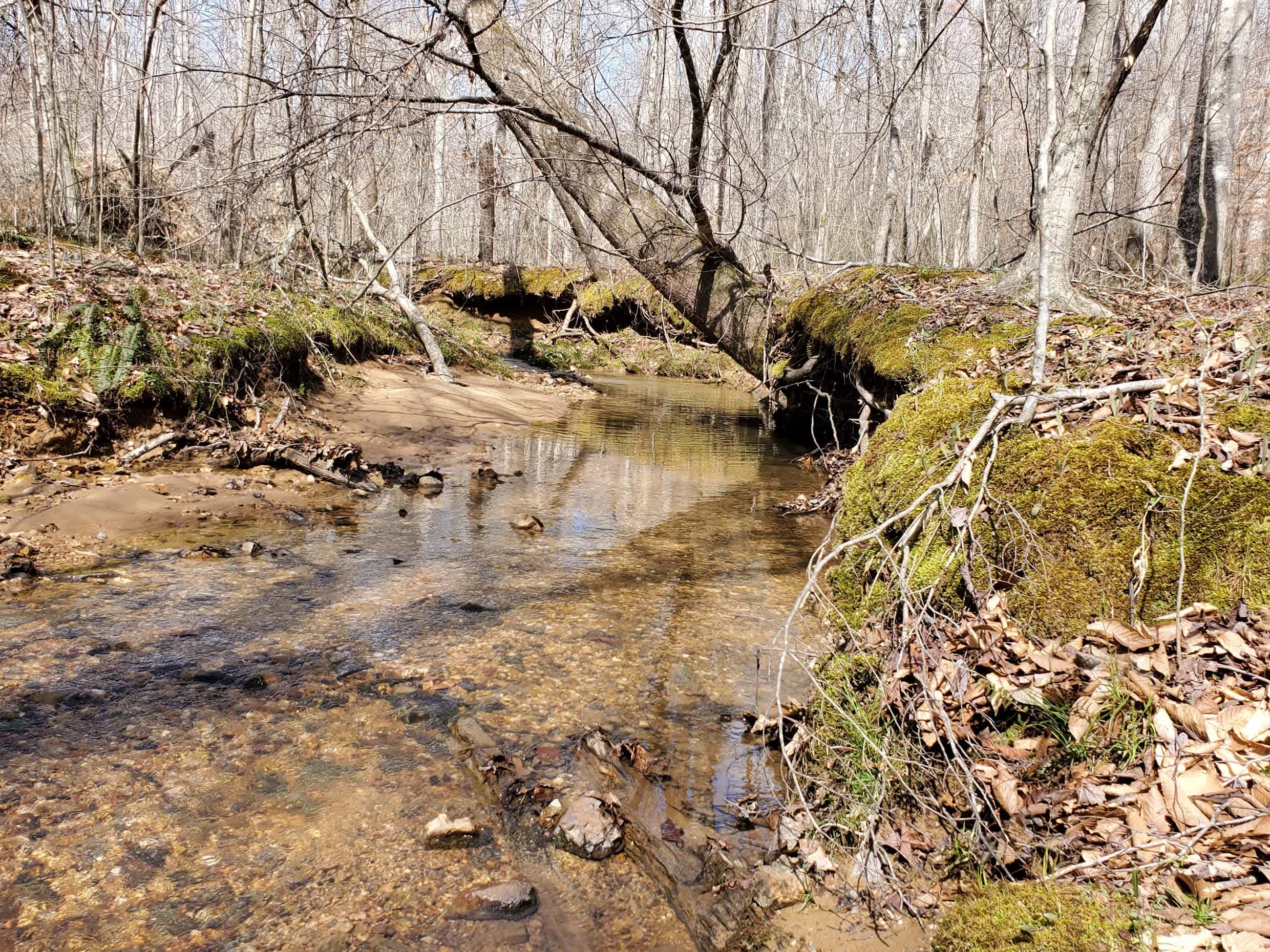 Wilderness Camp at Healing Springs