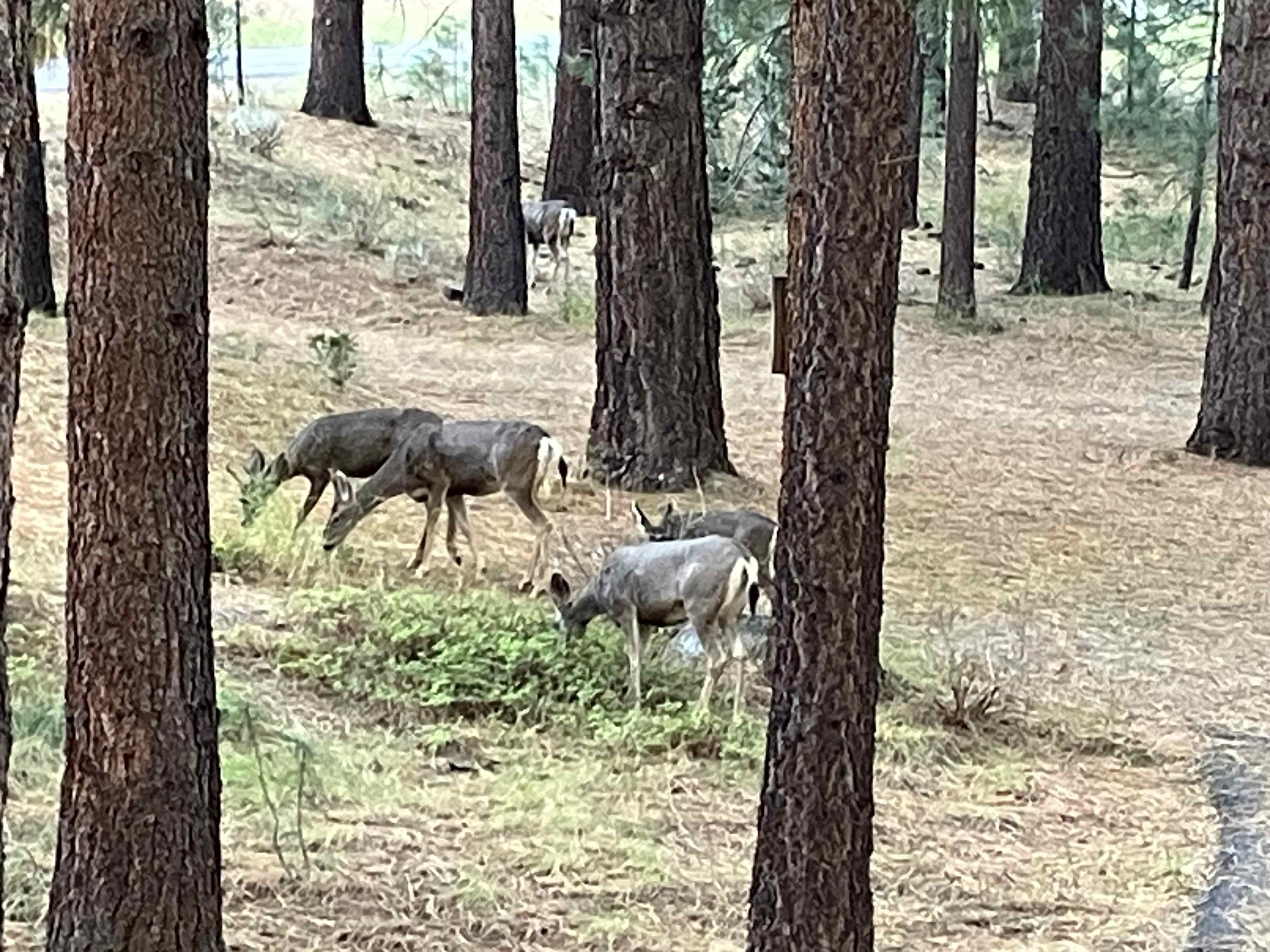 Spring Creek Camping