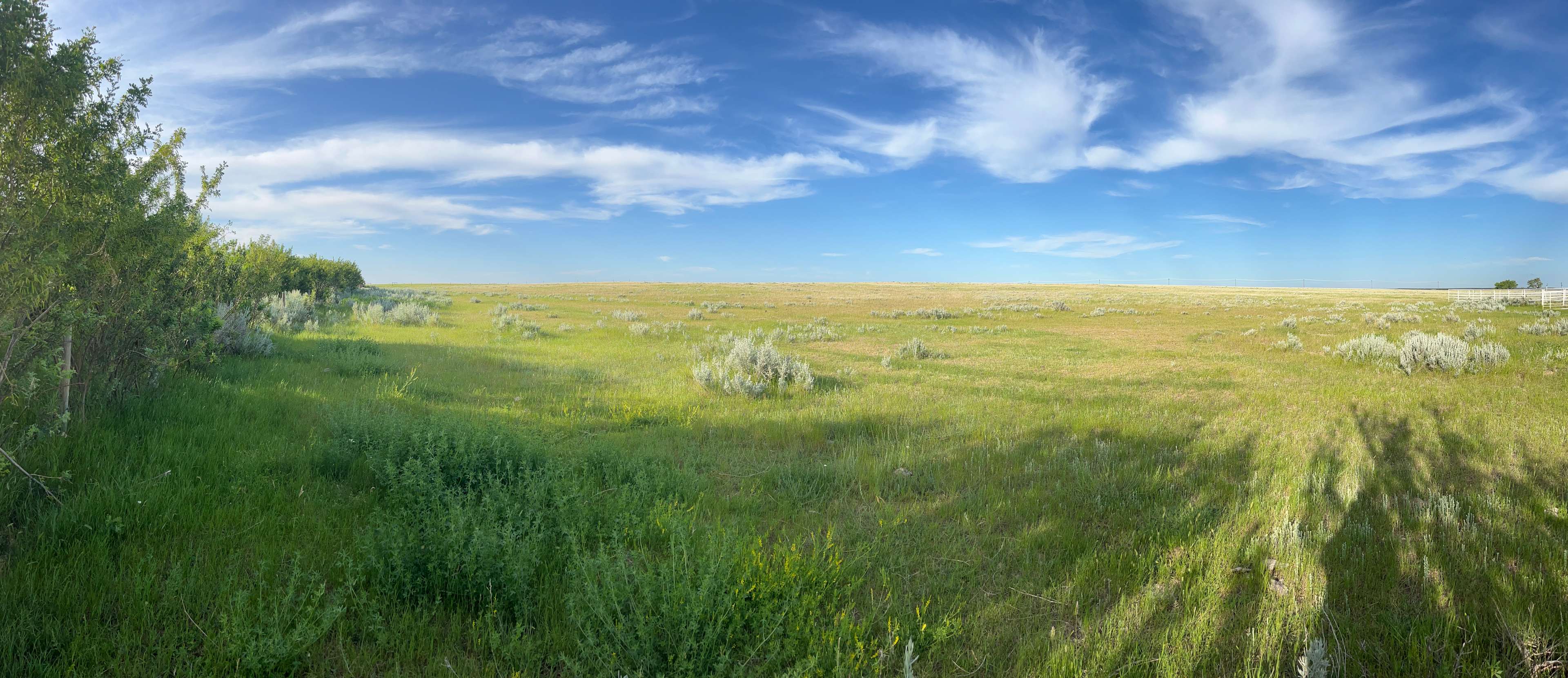 Saskatoon And Sage
