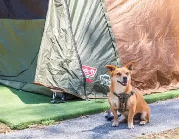 NRMA Agnes Water Holiday Park
