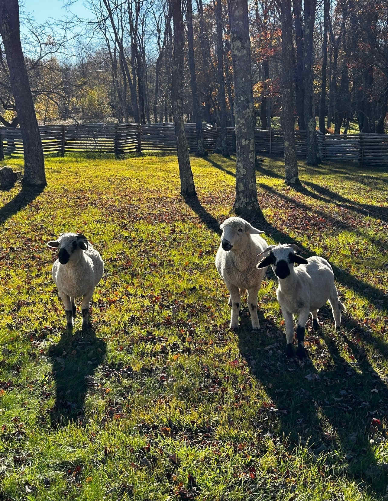 Namaste Catskills- Farmyard Camping