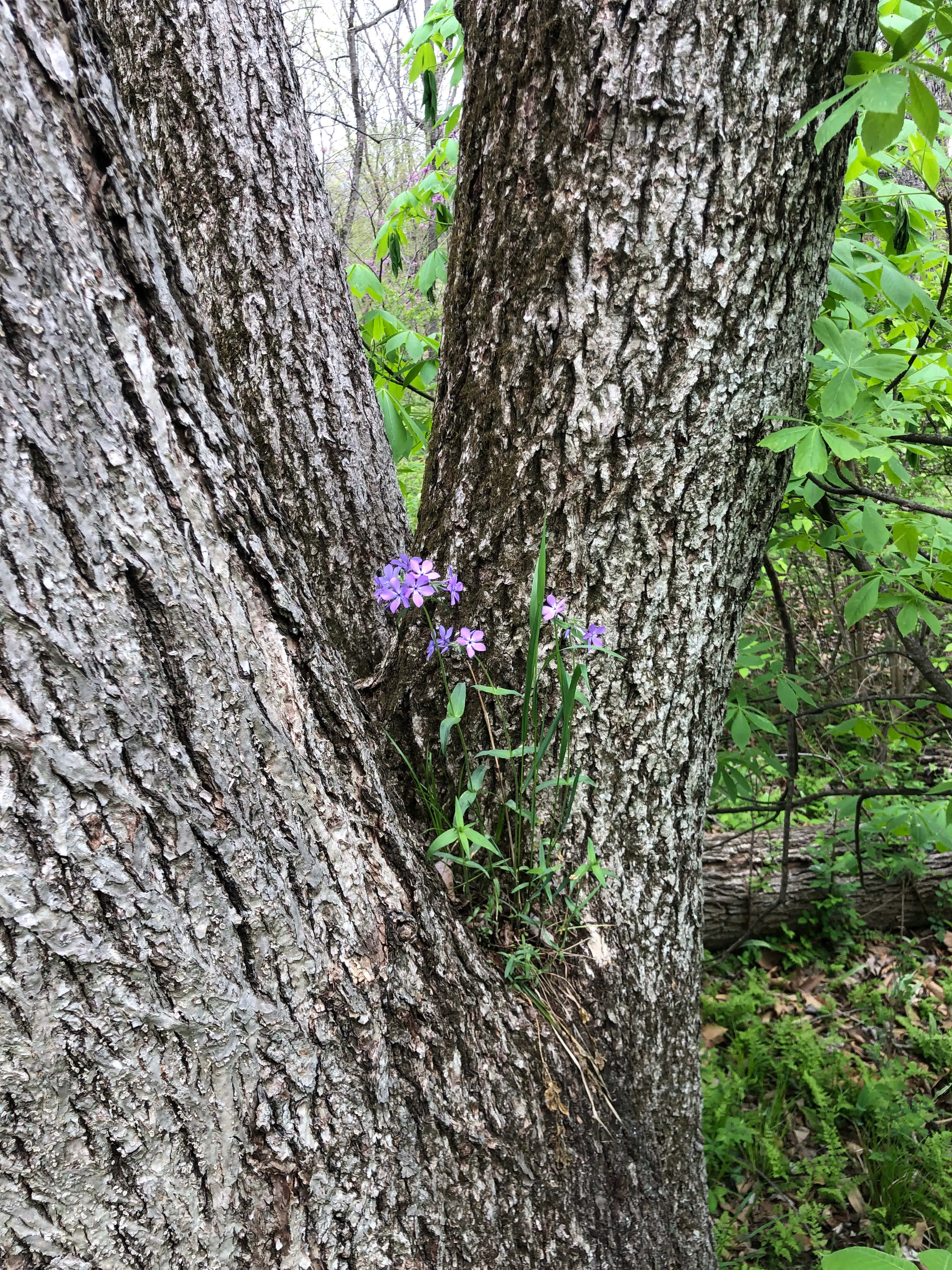 Unique find in the forest - flowers growing in the crook of a tree