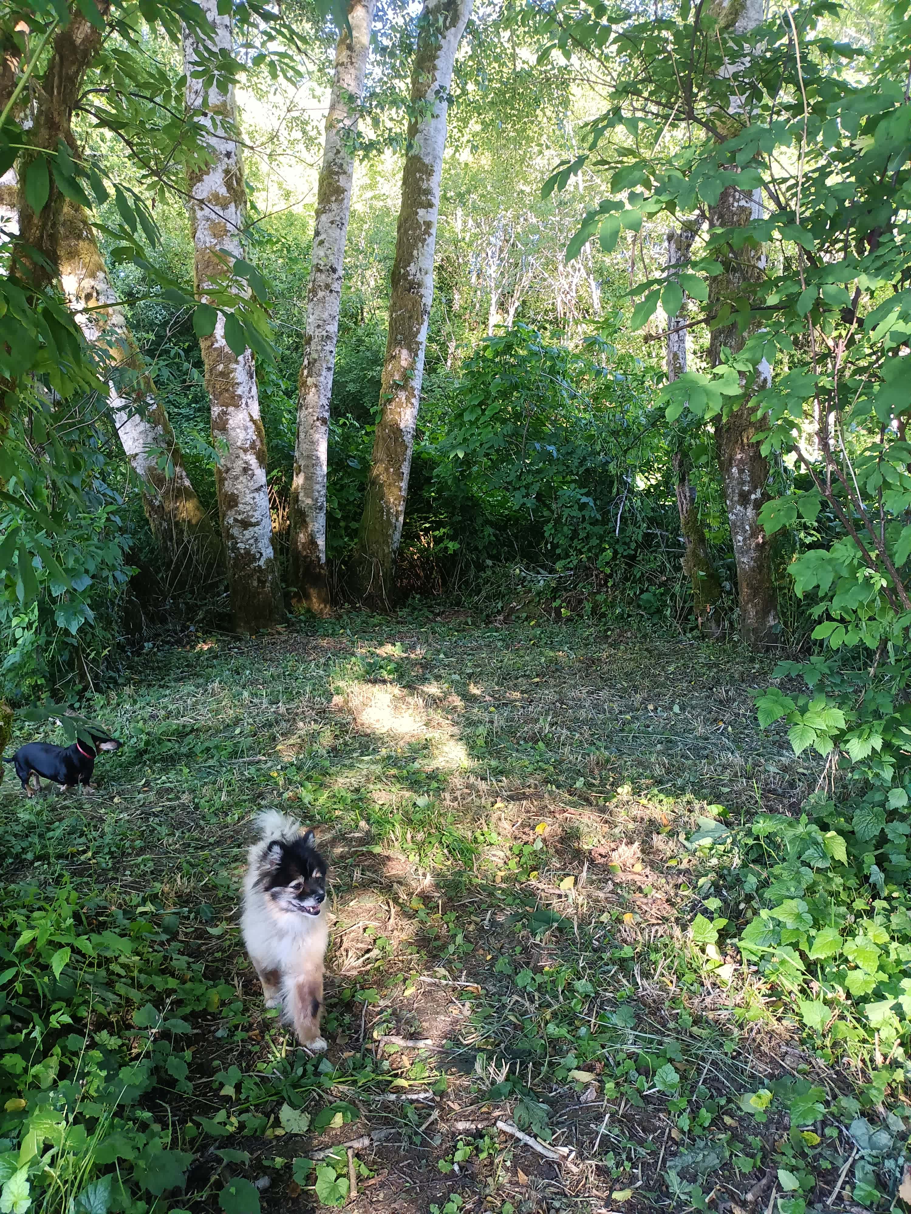 Picture of the site