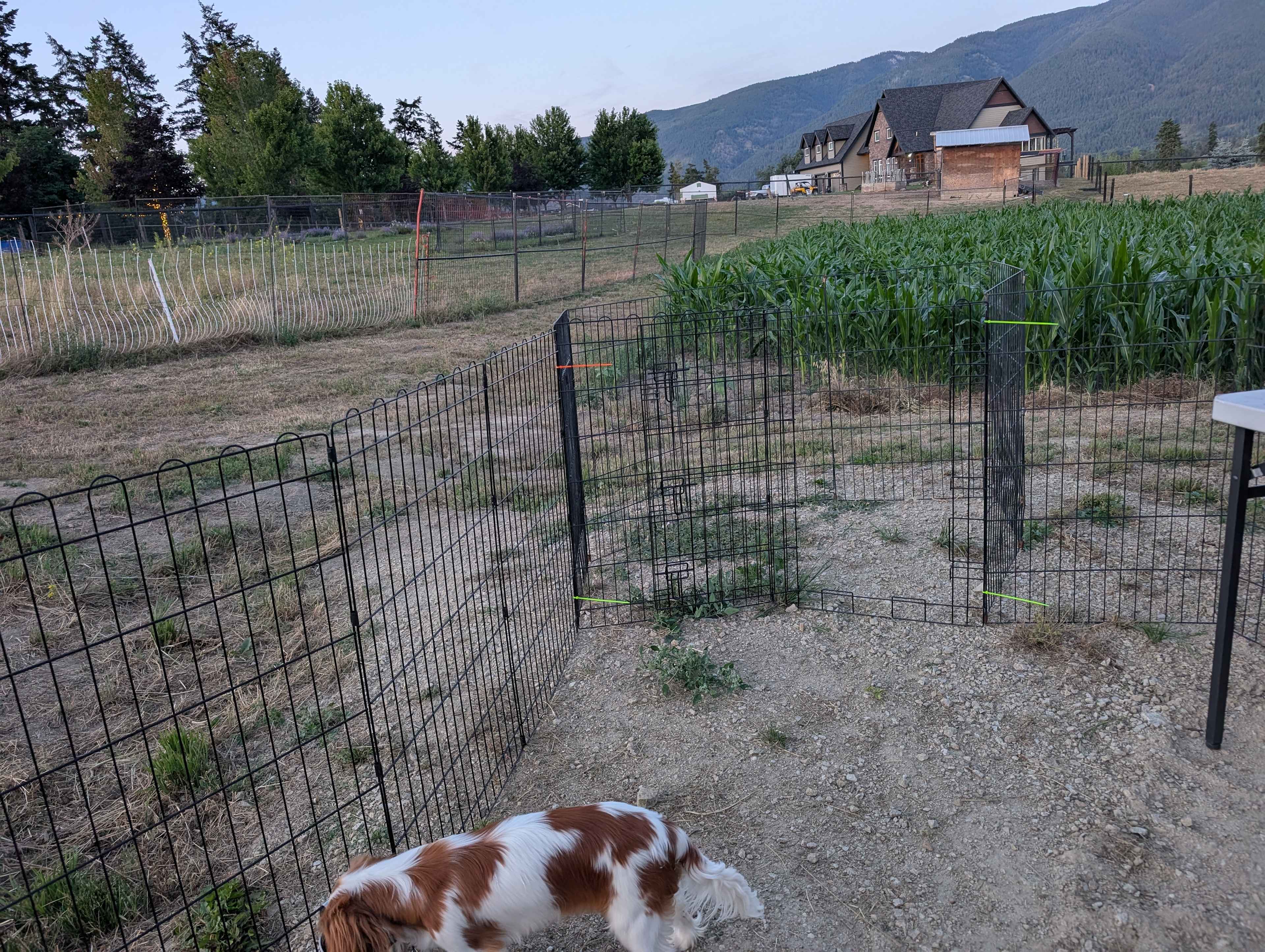 Picture of the site