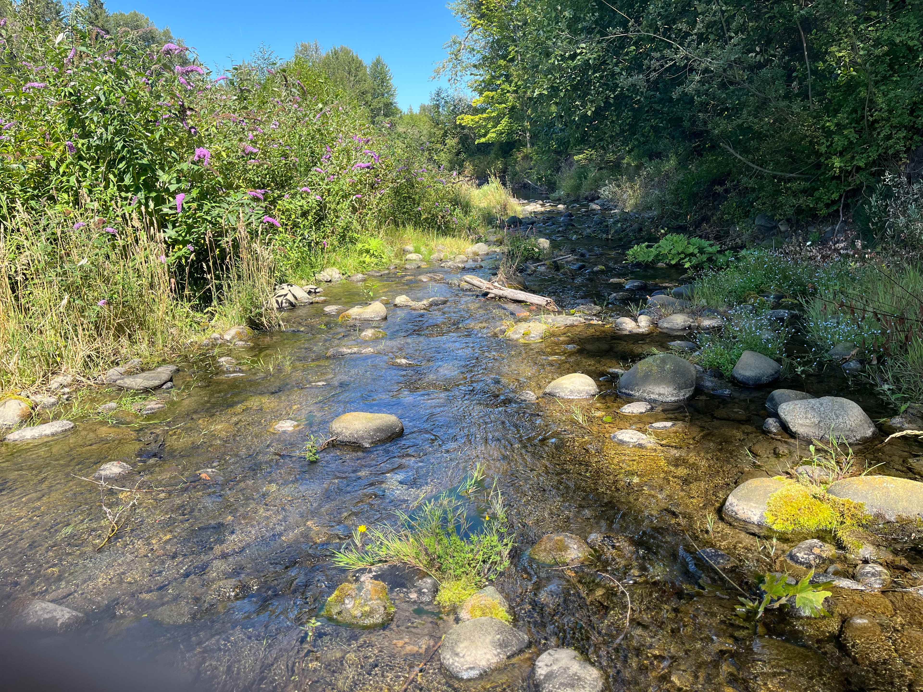 Picture of the site