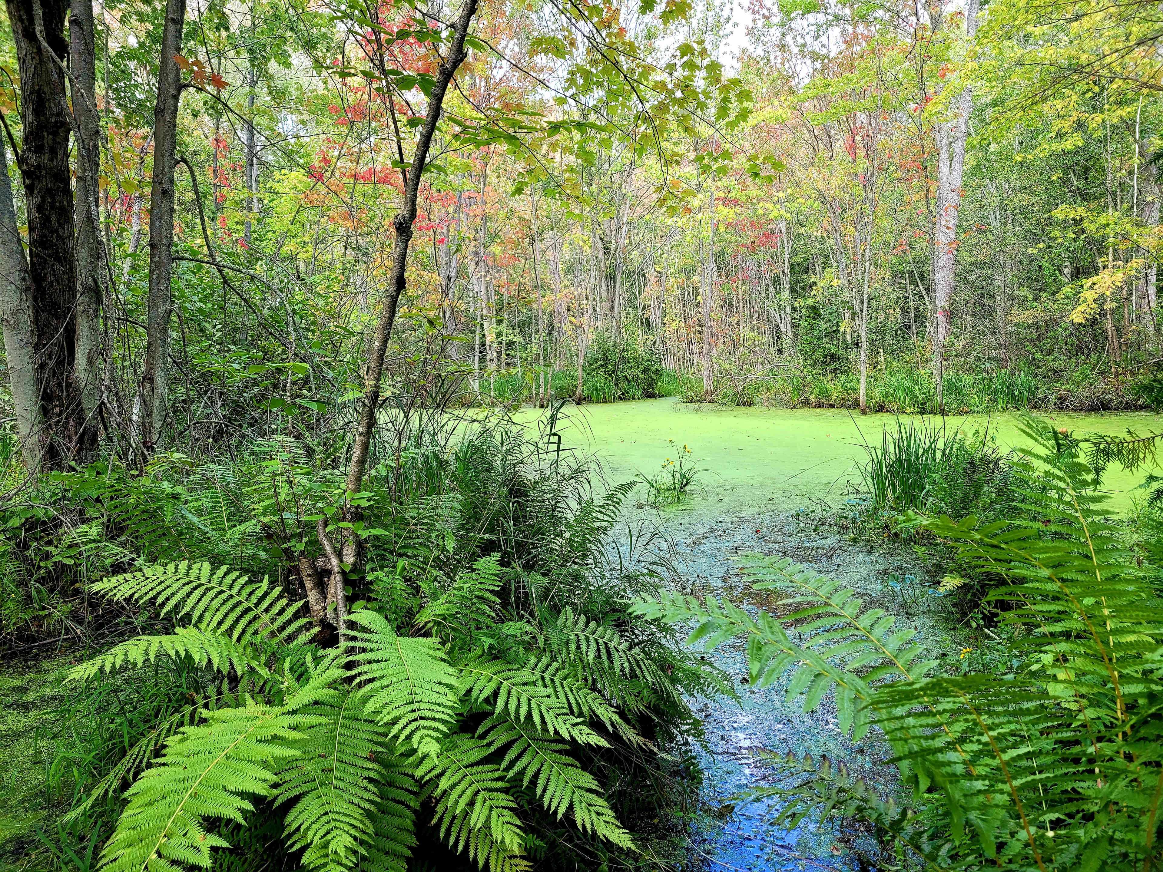 Picture of the site