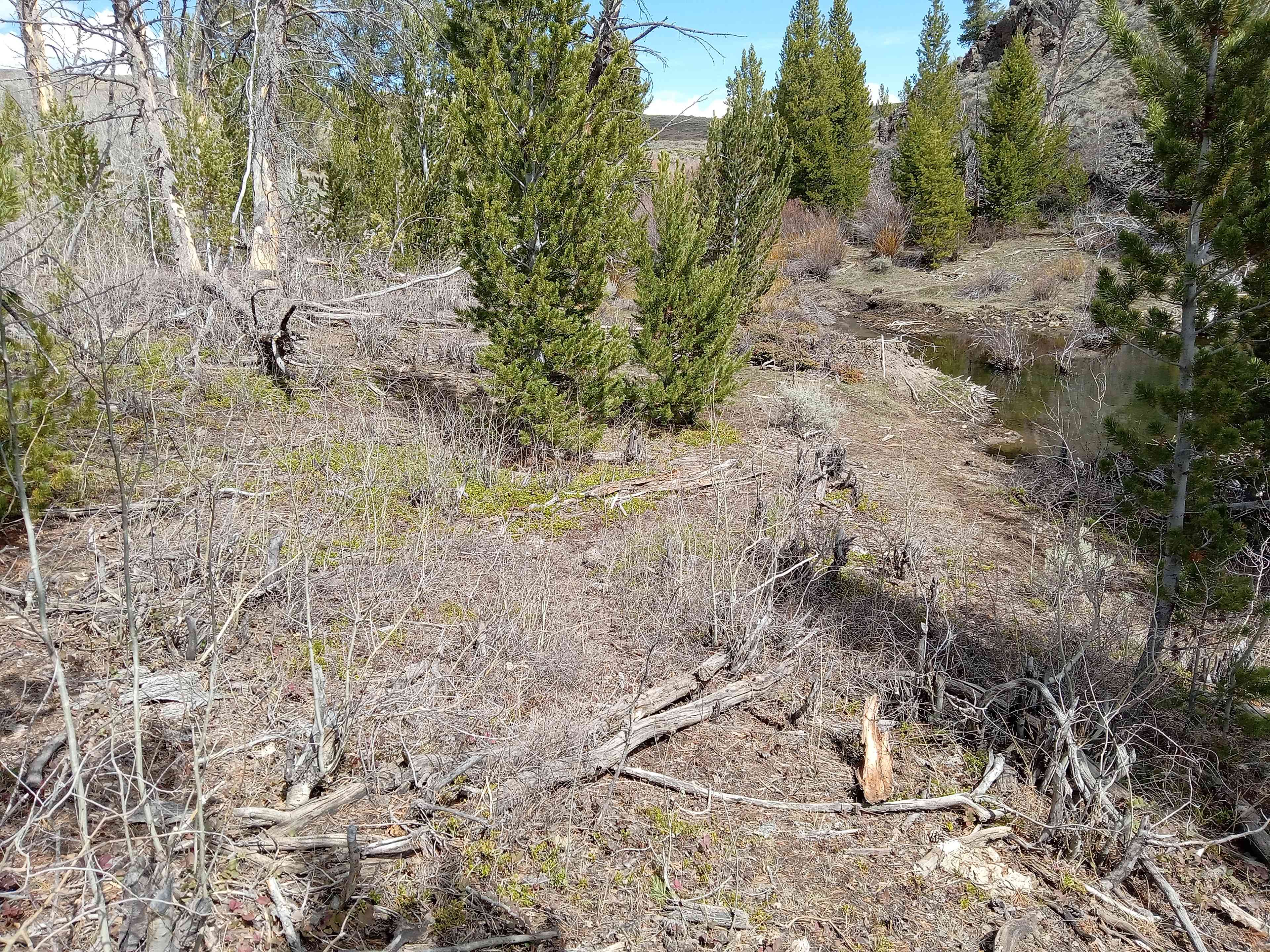 Picture of the site