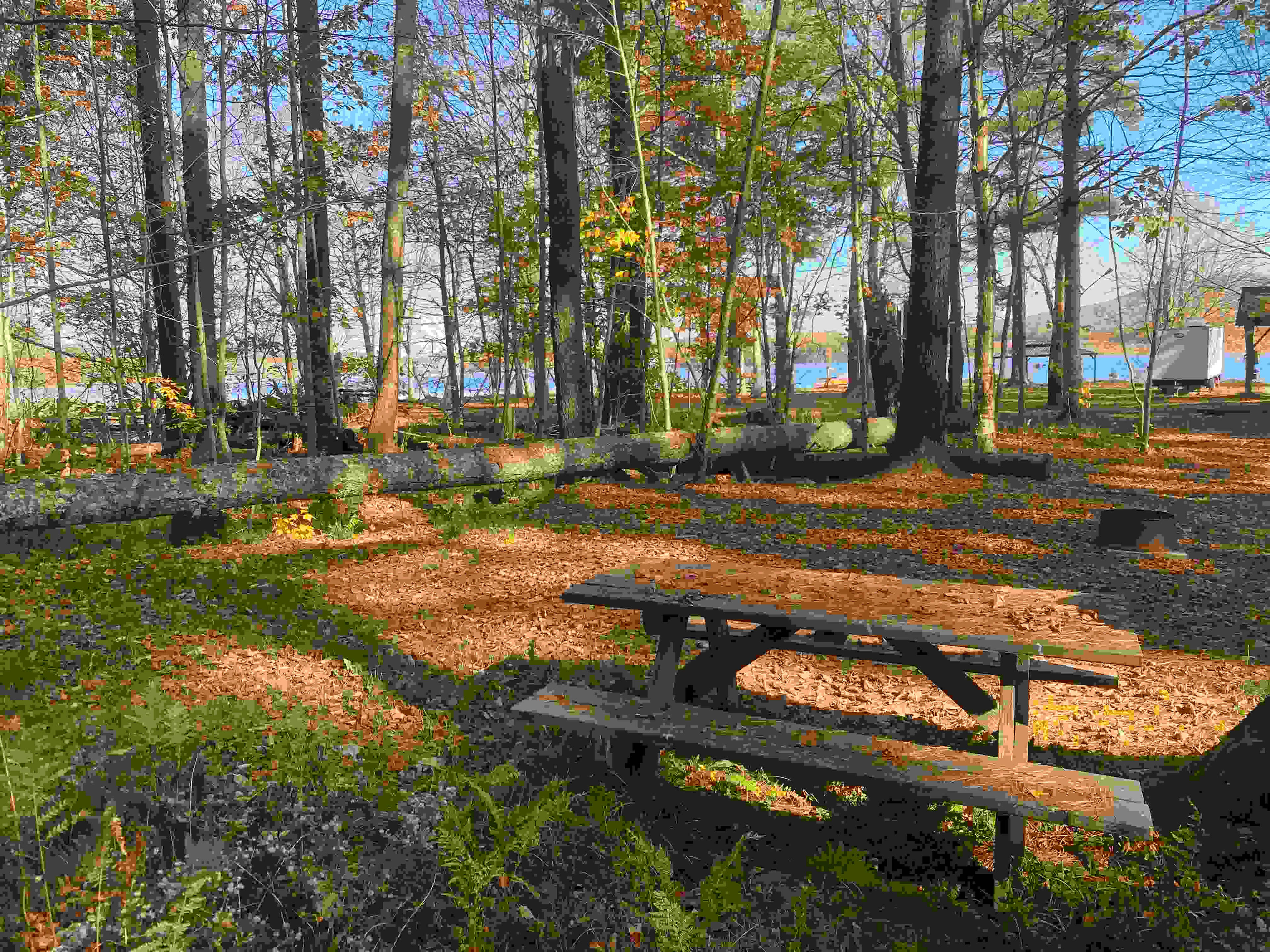 Picture of the site