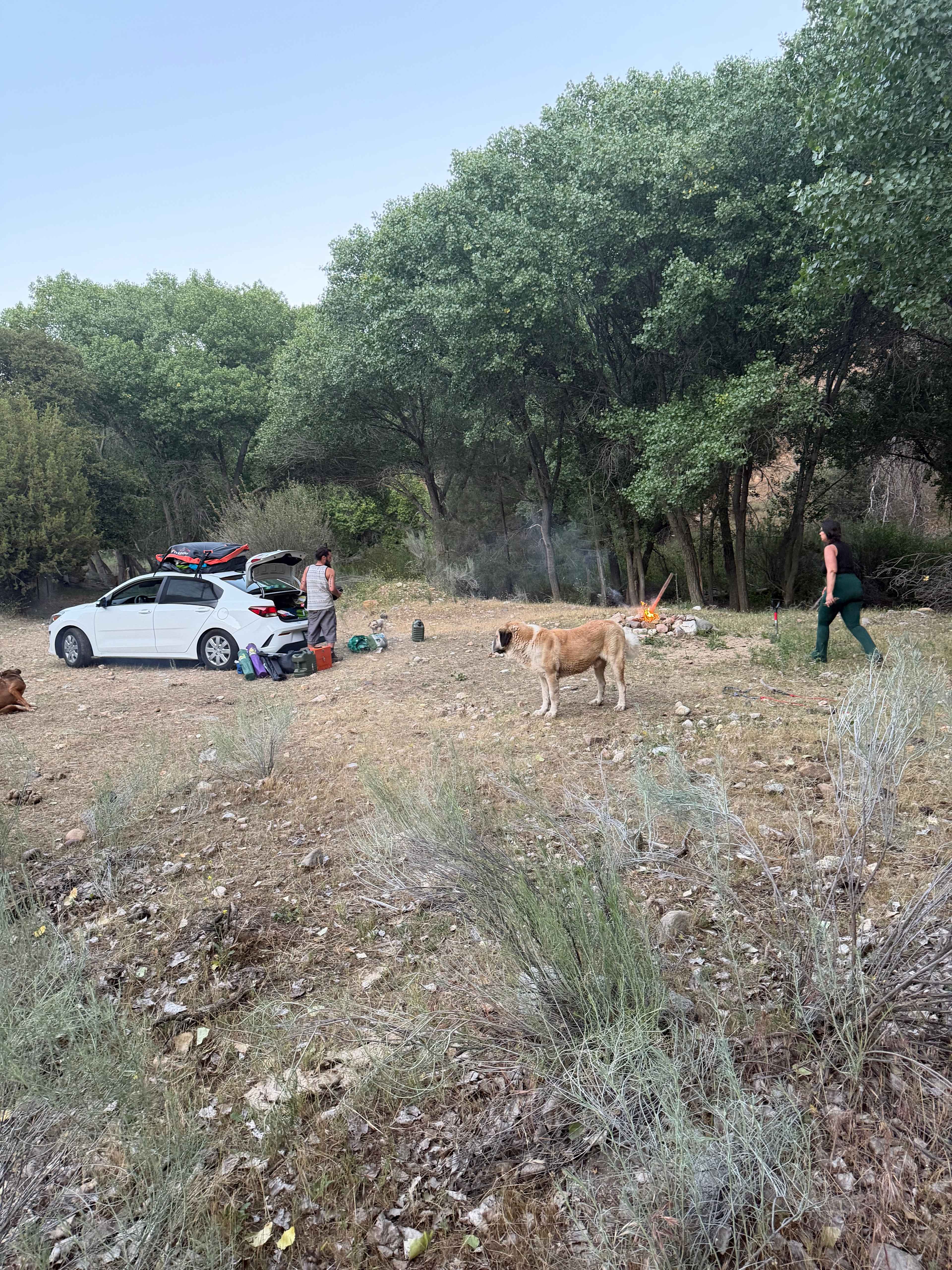 Picture of the site