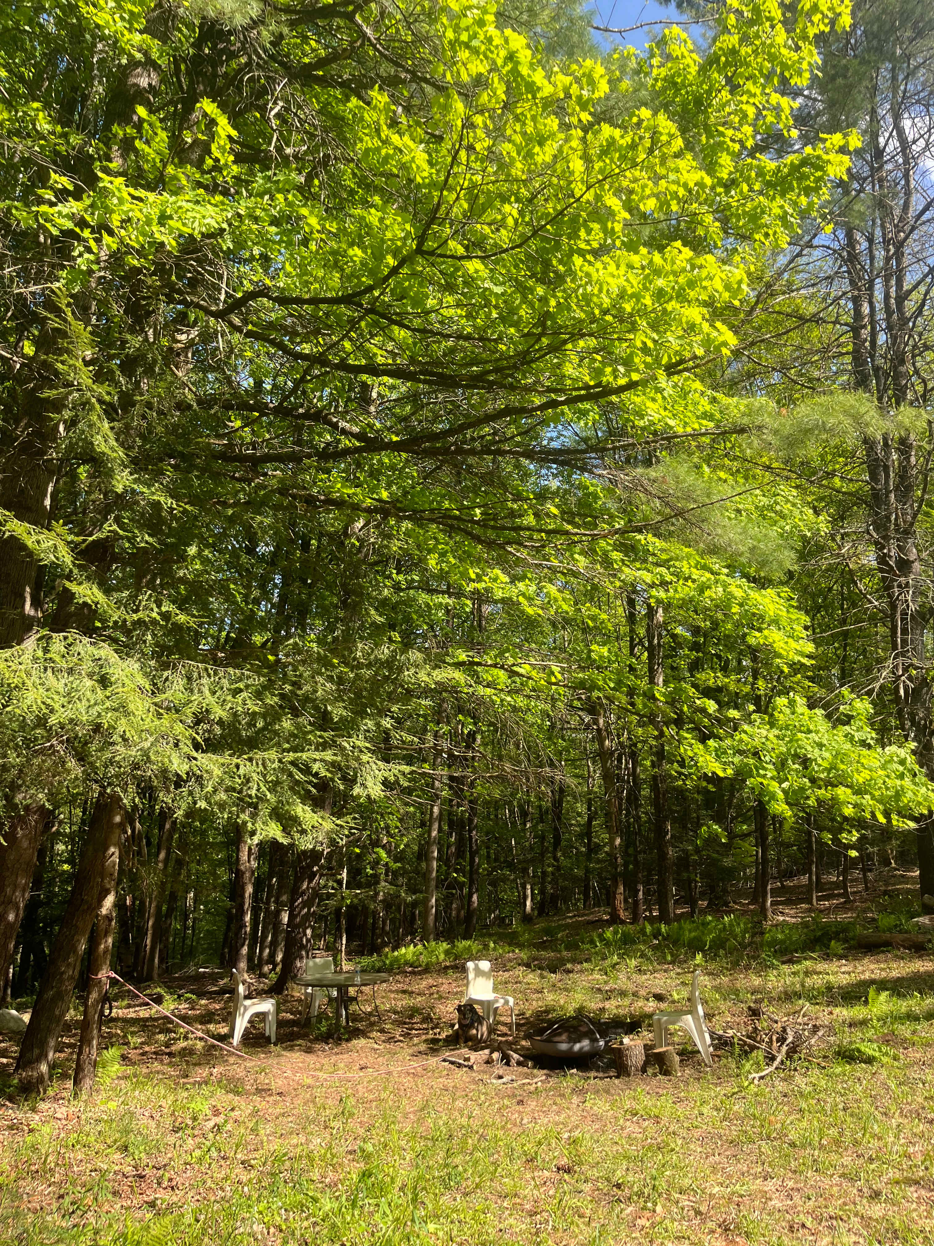 Picture of the site