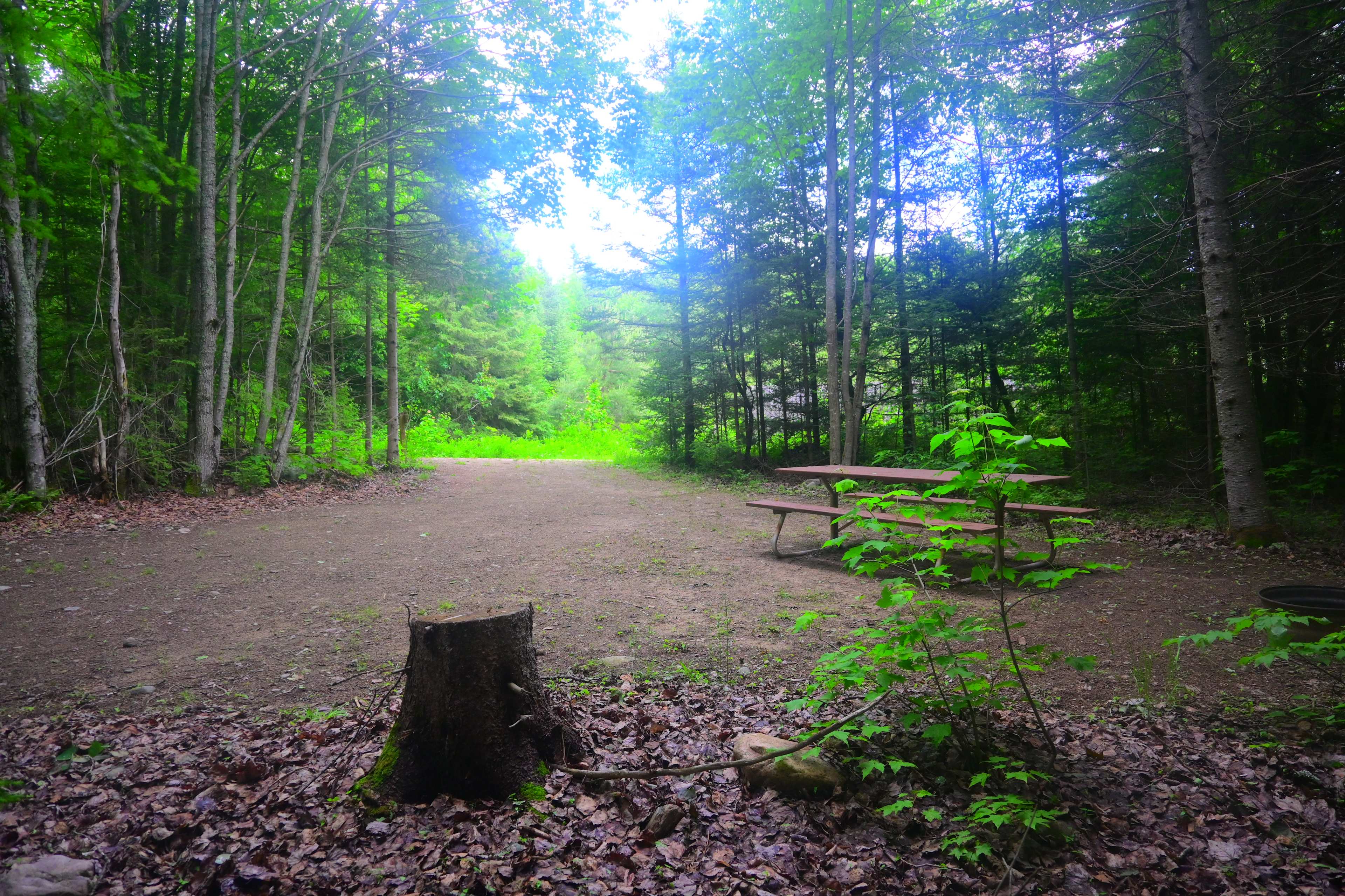 Picture of the site