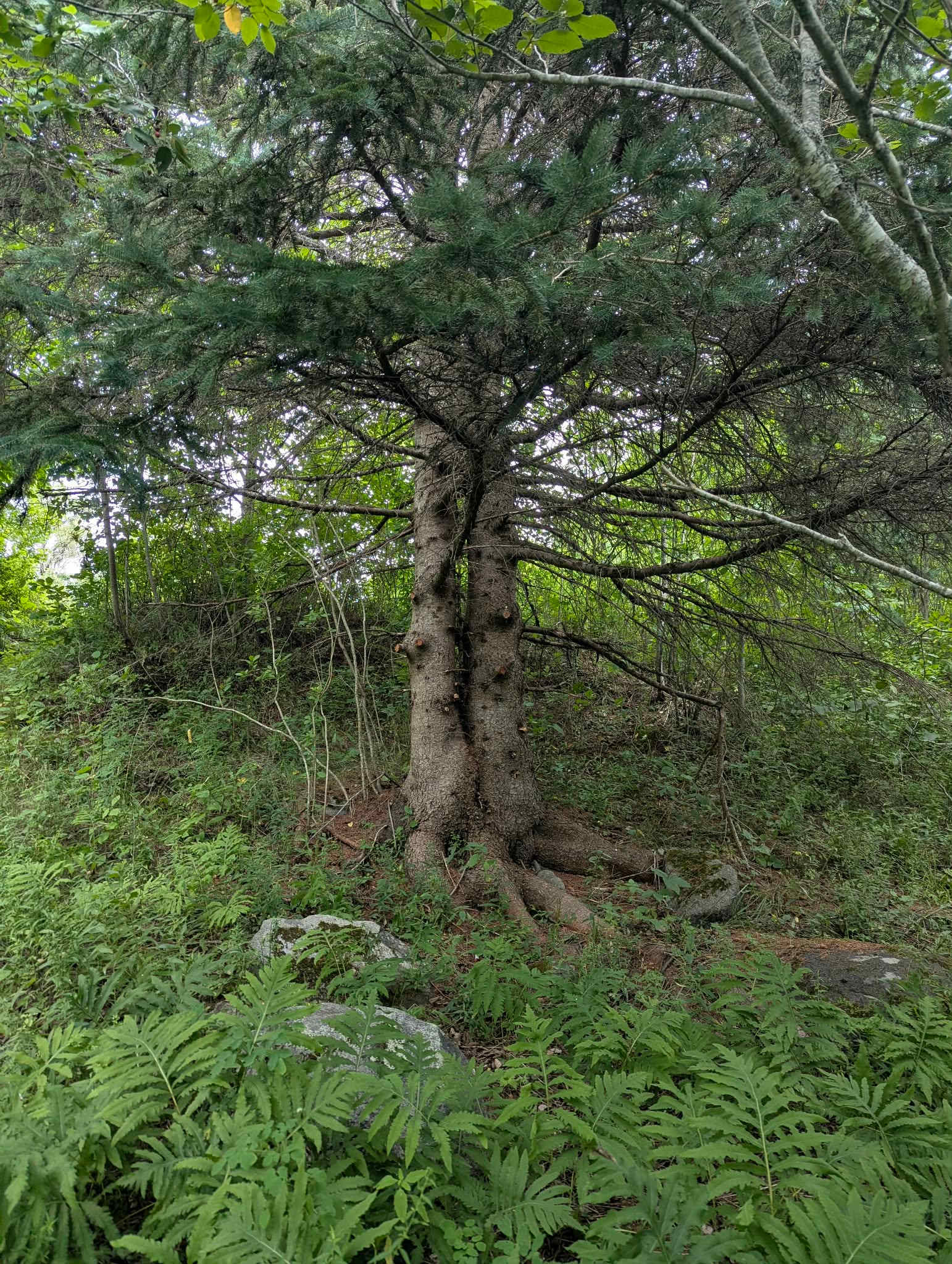 Picture of the site